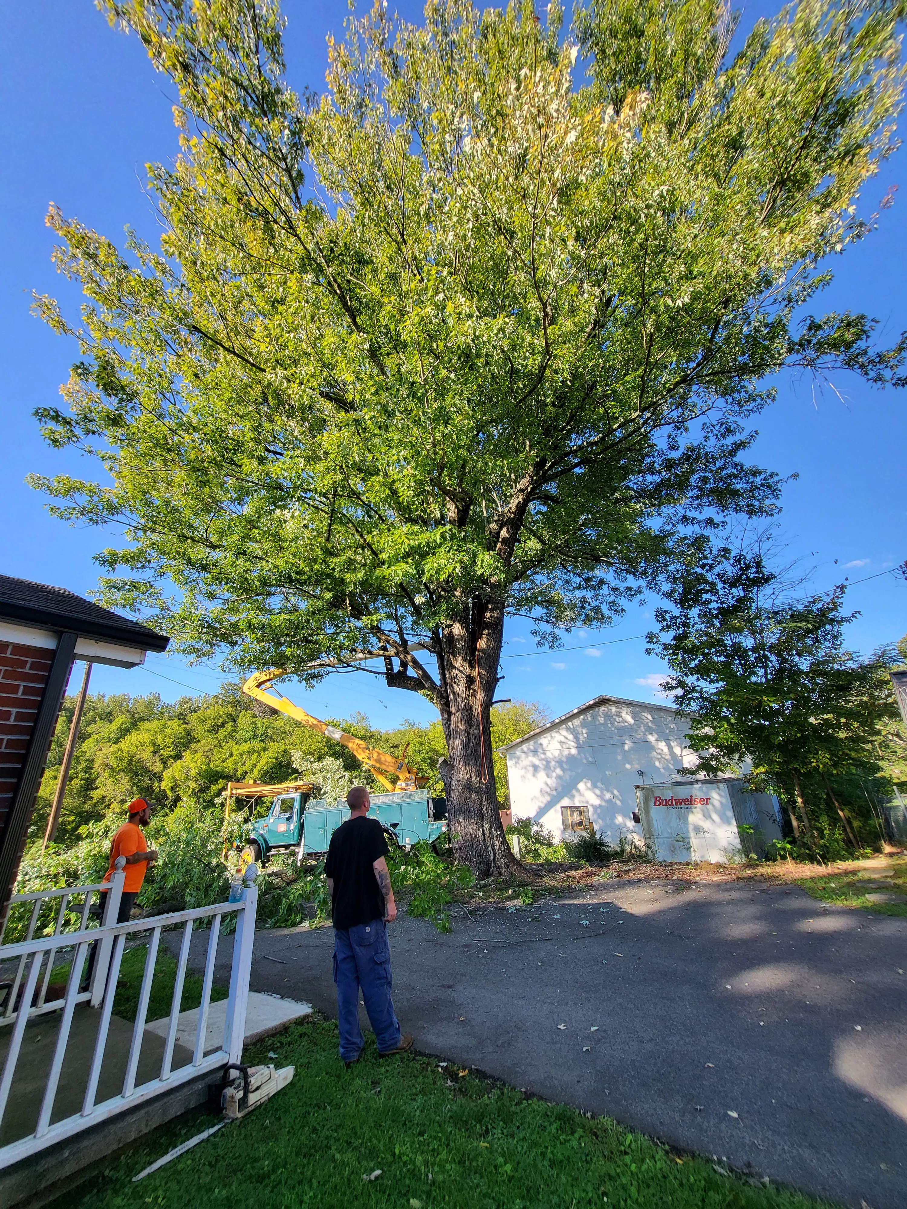 Tree Trimming for Smitty's Tree Service in Ringgold, VA