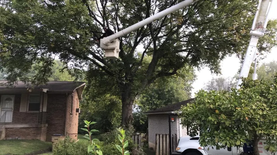 Tree Removal for JayBird Tree Service  in Goodlettsville, TN