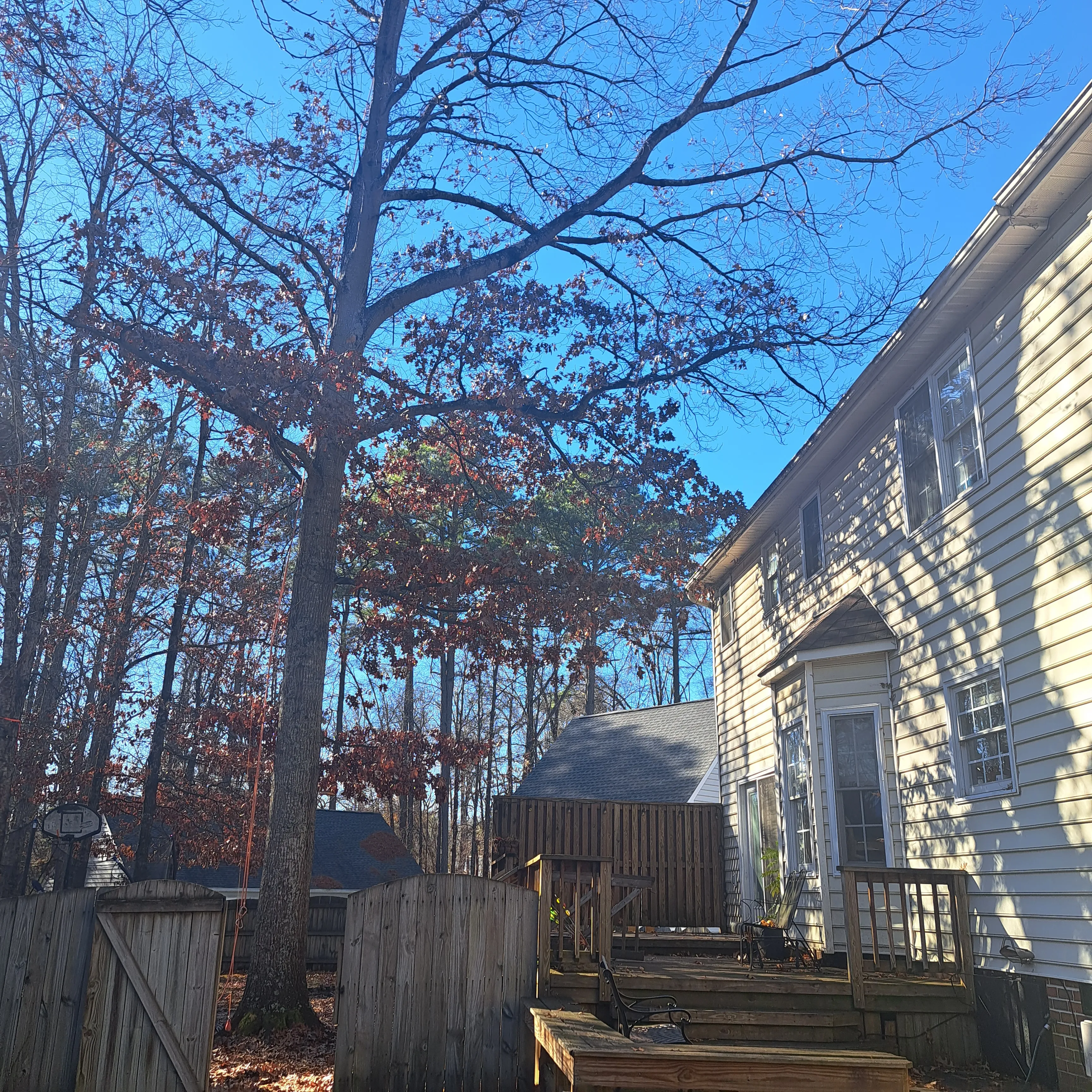 Tree Removal for Mario's Tree Service in Richmond, VA