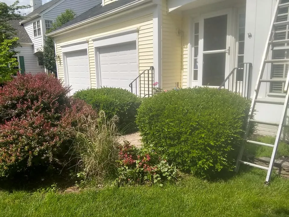 Tree Removal for Mario's Tree Service in Richmond, VA