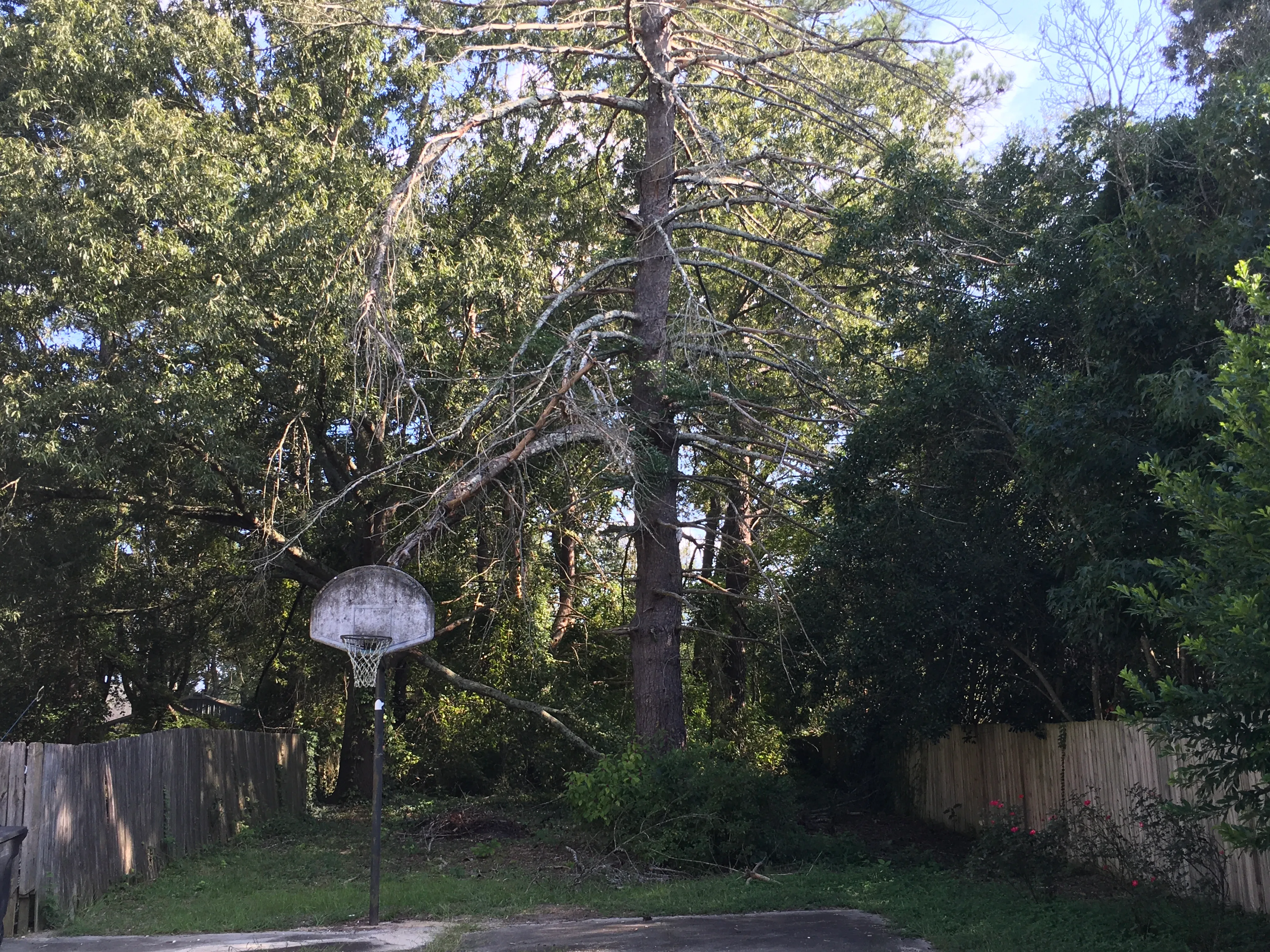 Tree Removal for Tucker's Tree Service and Stump Grinding in Lugoff, SC