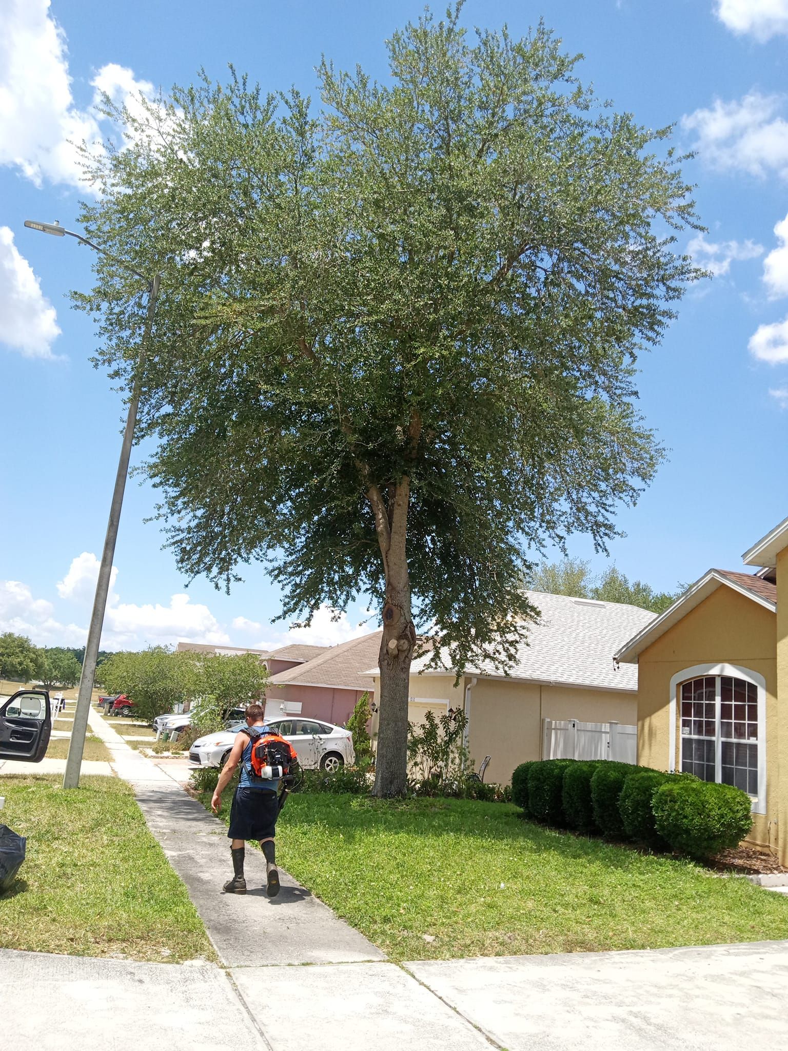  for A Southern Style Tree Service in Orlando, FL