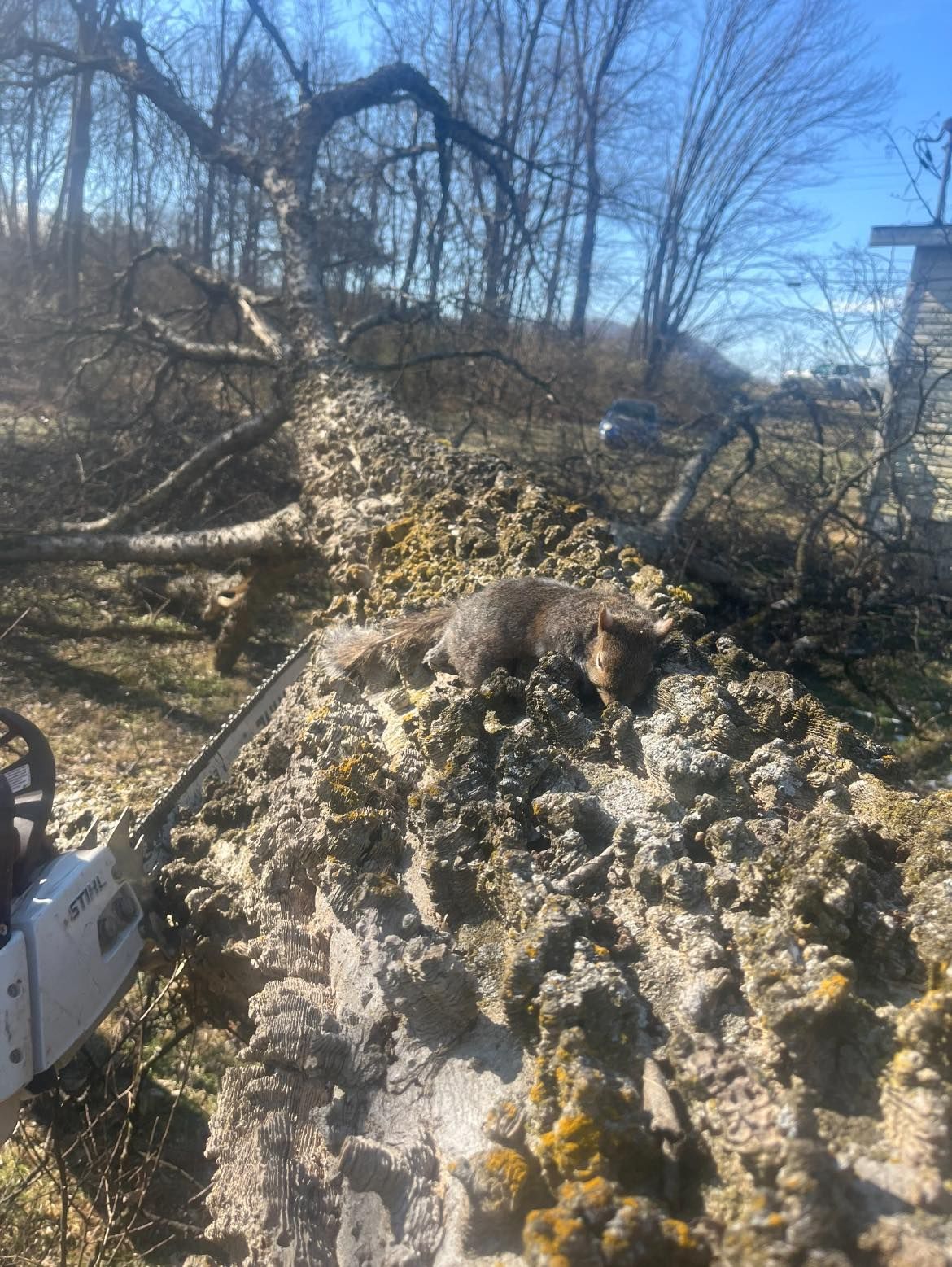 All Photos for Brocks Tree Service LLC in Rogersville, TN
