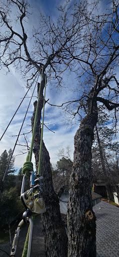  for George Staddan's Professional Tree Care in Placerville, CA