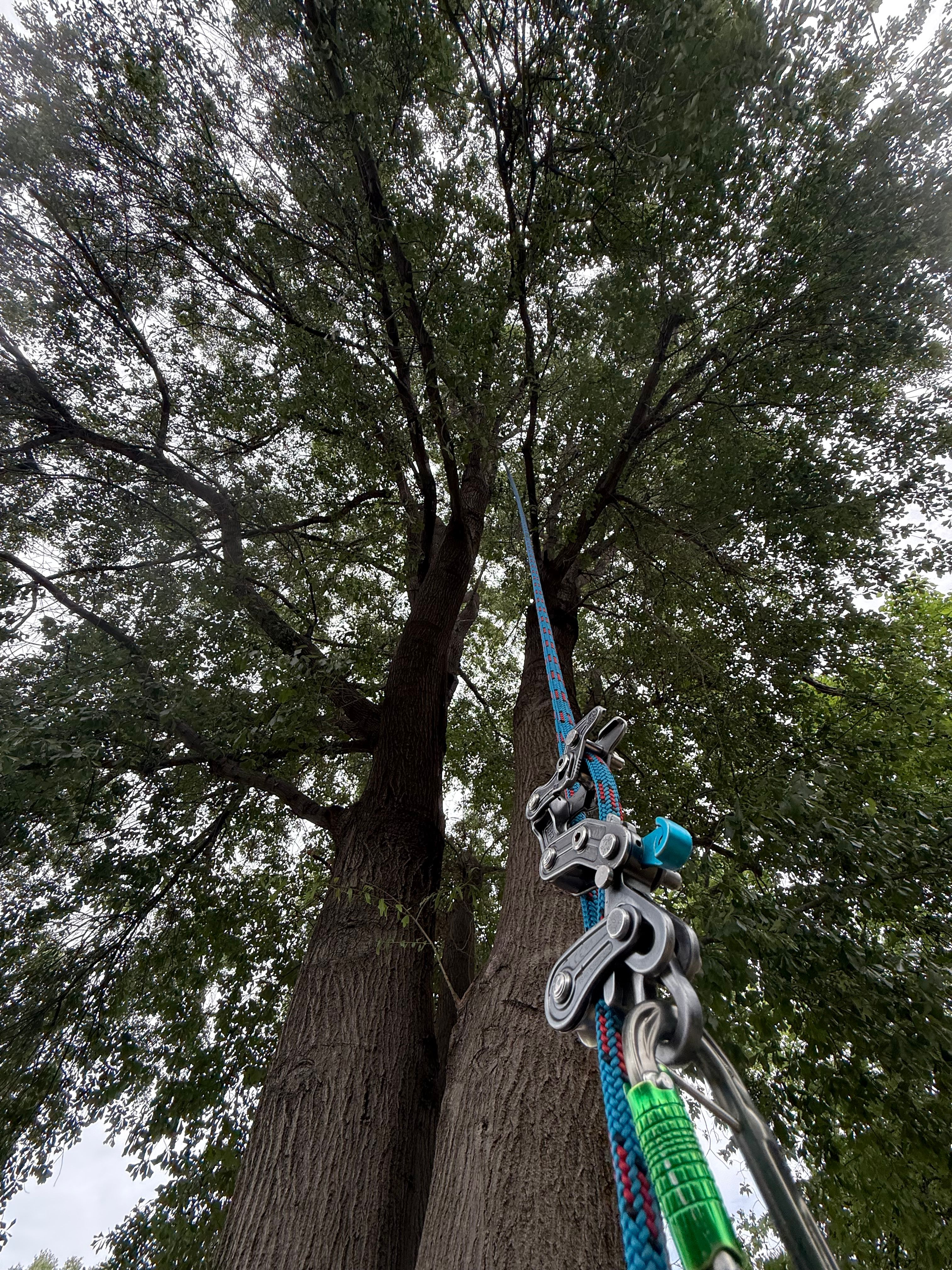 All Photos for Blu-J Tree Care in Arlington, TX