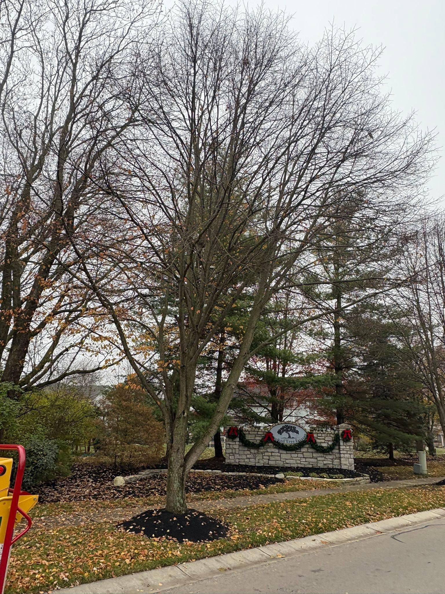  for Dig-It Tree Company in Mason, OH