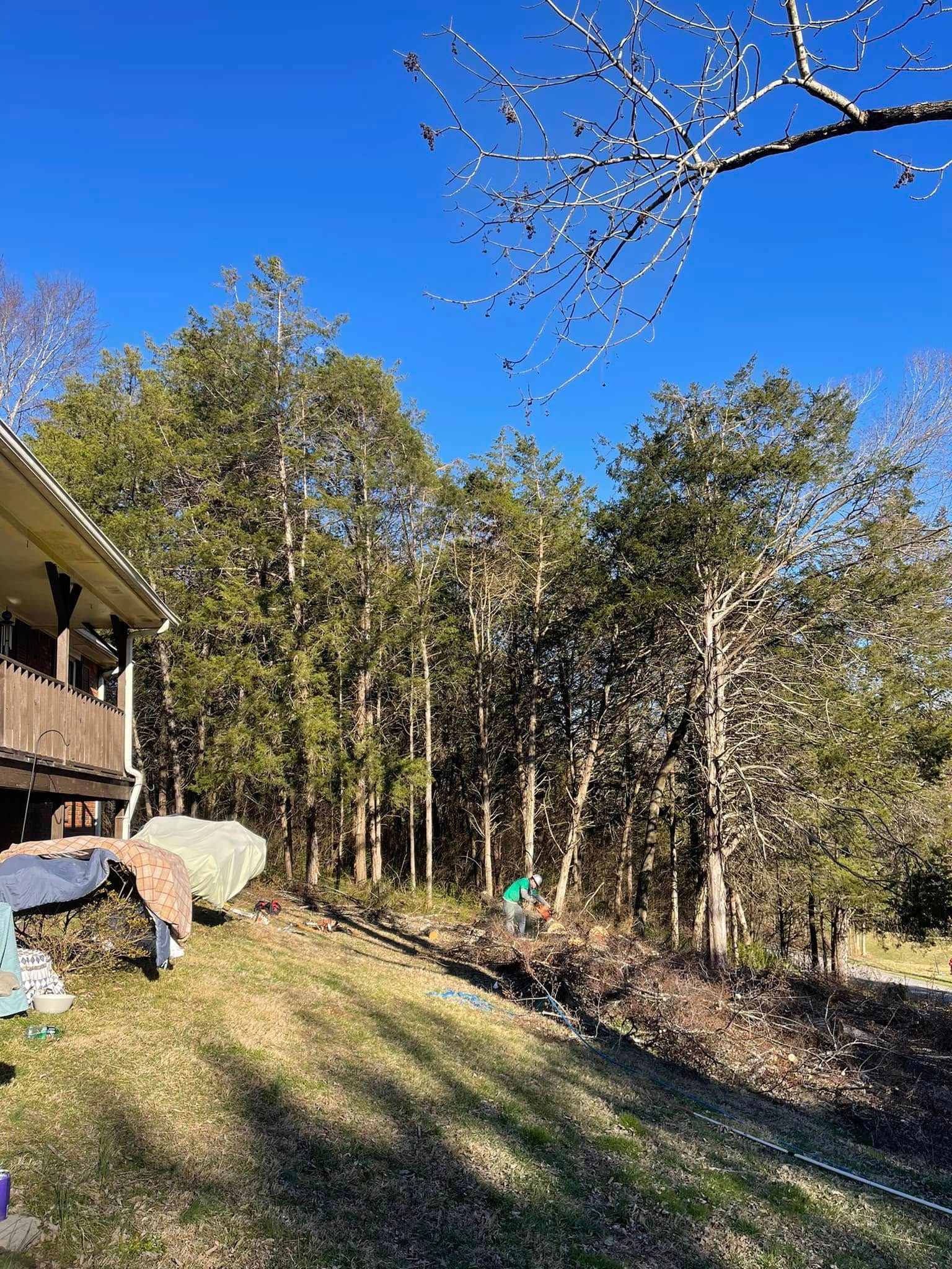 Tree Removal for Cassidy Tree Care in Santa Fe, TN