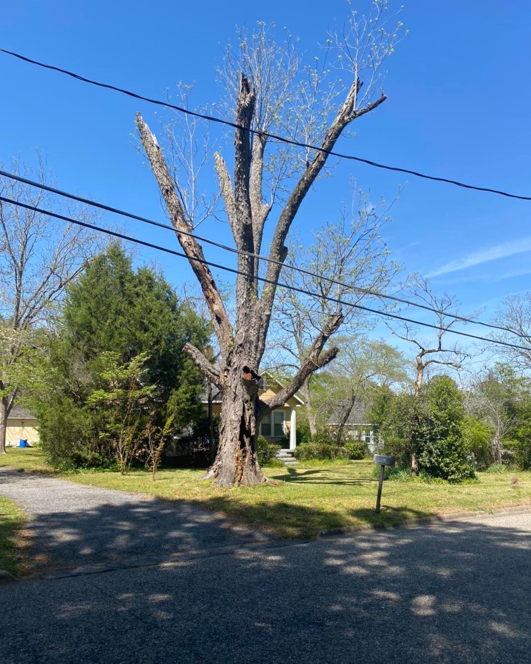 Tree Removal for Pinedown LLC in Cherokee County, GA