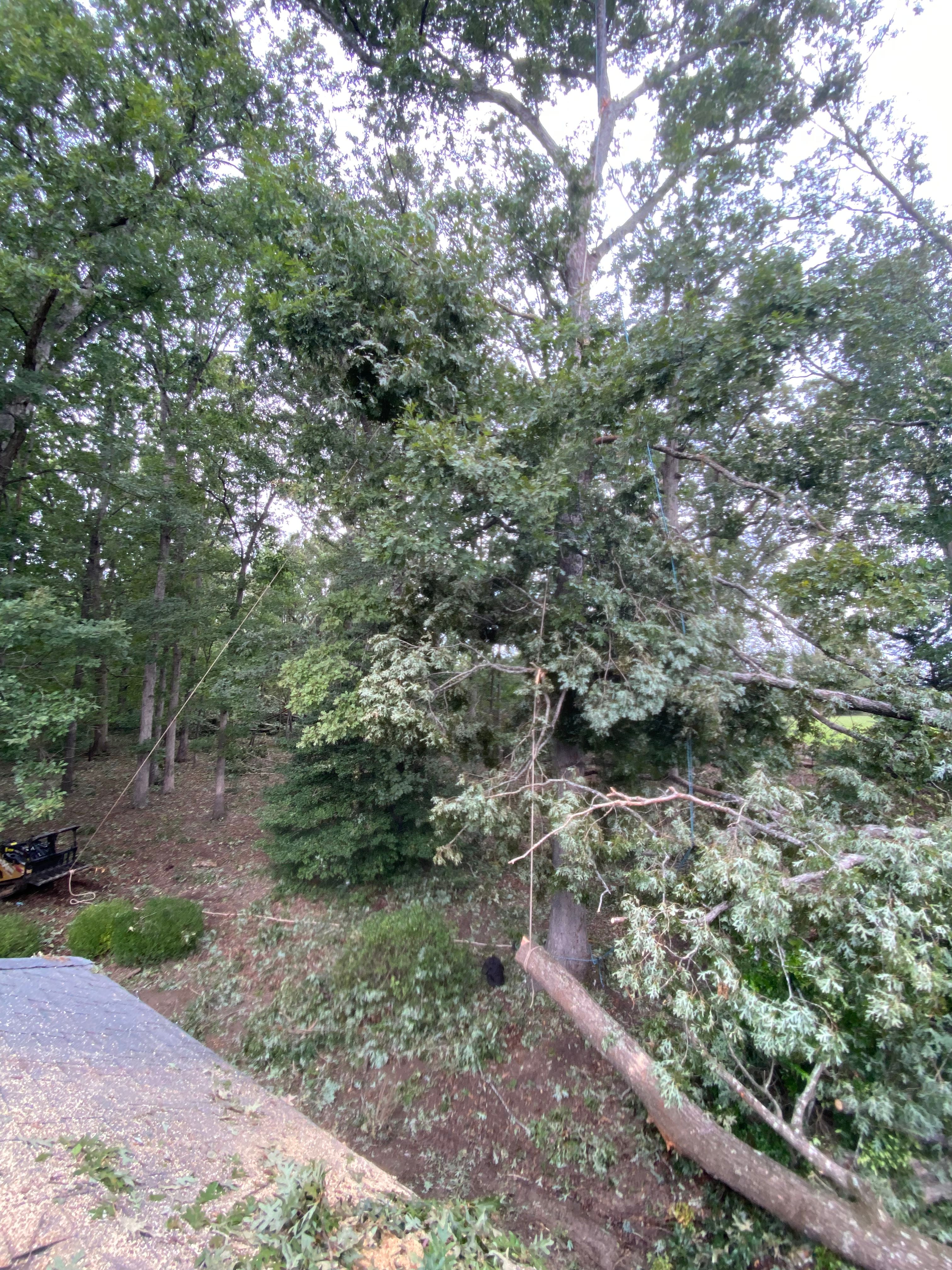 Tree Removal for Diversified Tree Company in Trinity, NC