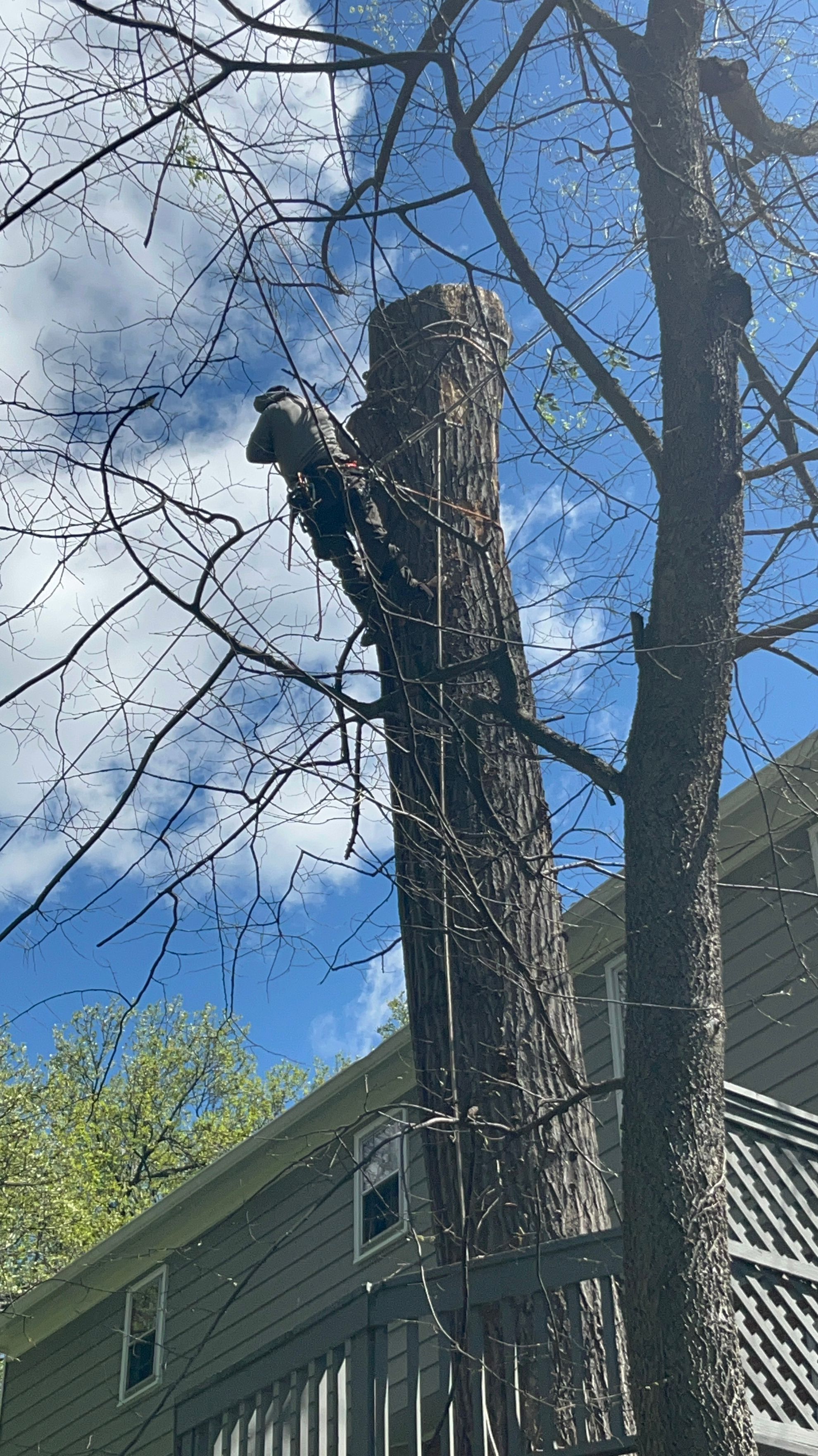  for Ricky's Tree Service & Property Care in Orange, VA