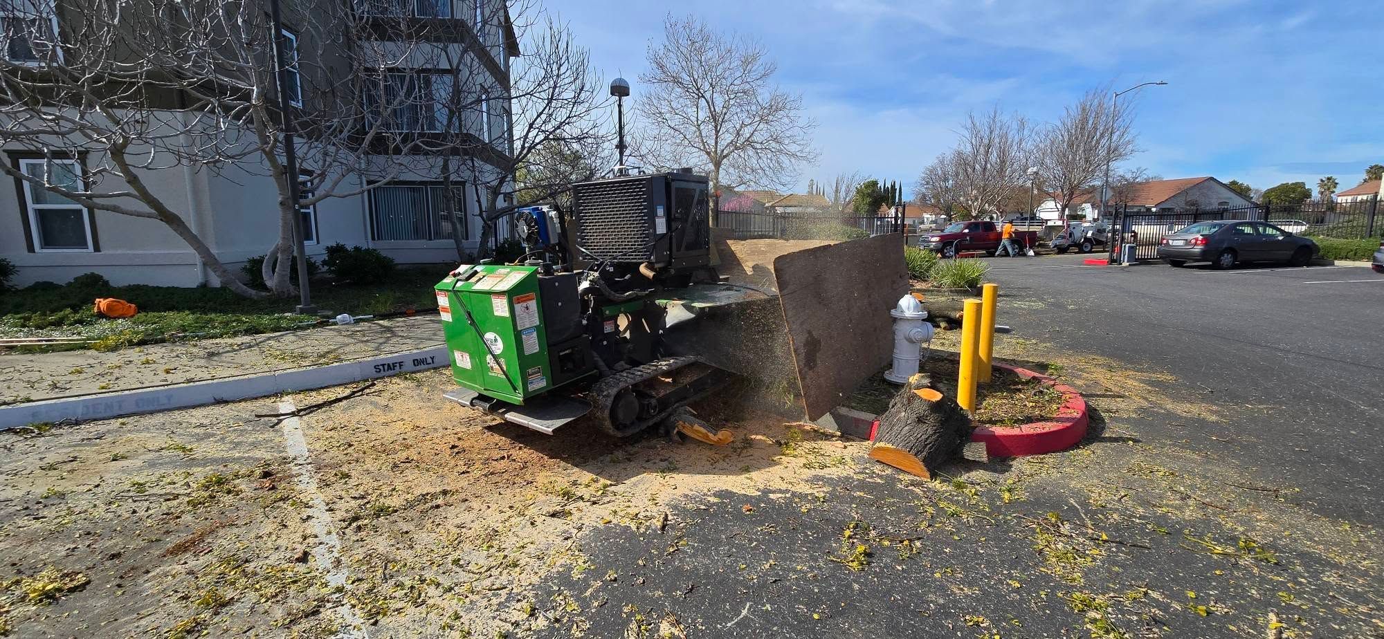  for George Staddan's Professional Tree Care in Placerville, CA