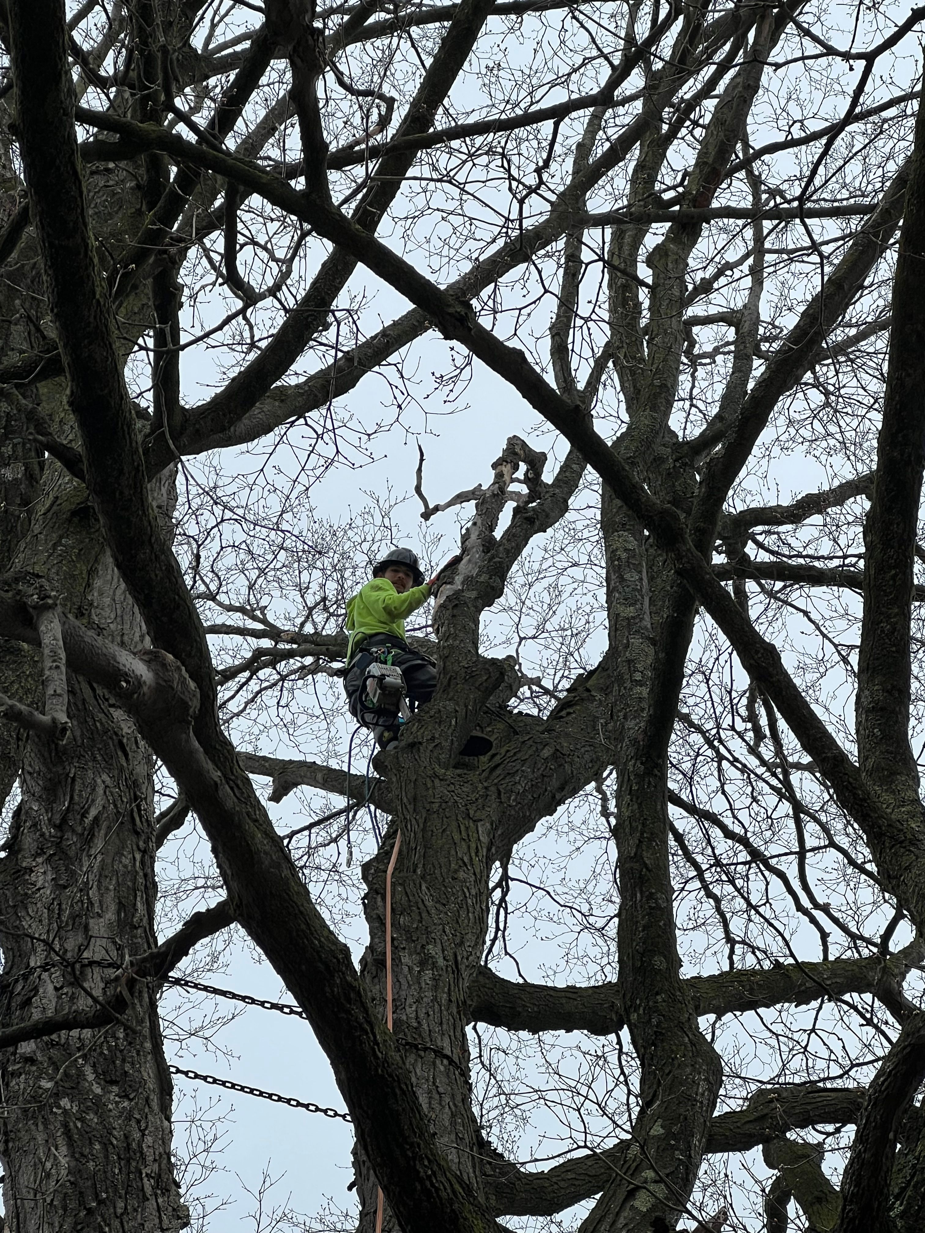 All Photos for Sterlings Tree Removal in Cobleskill, New York