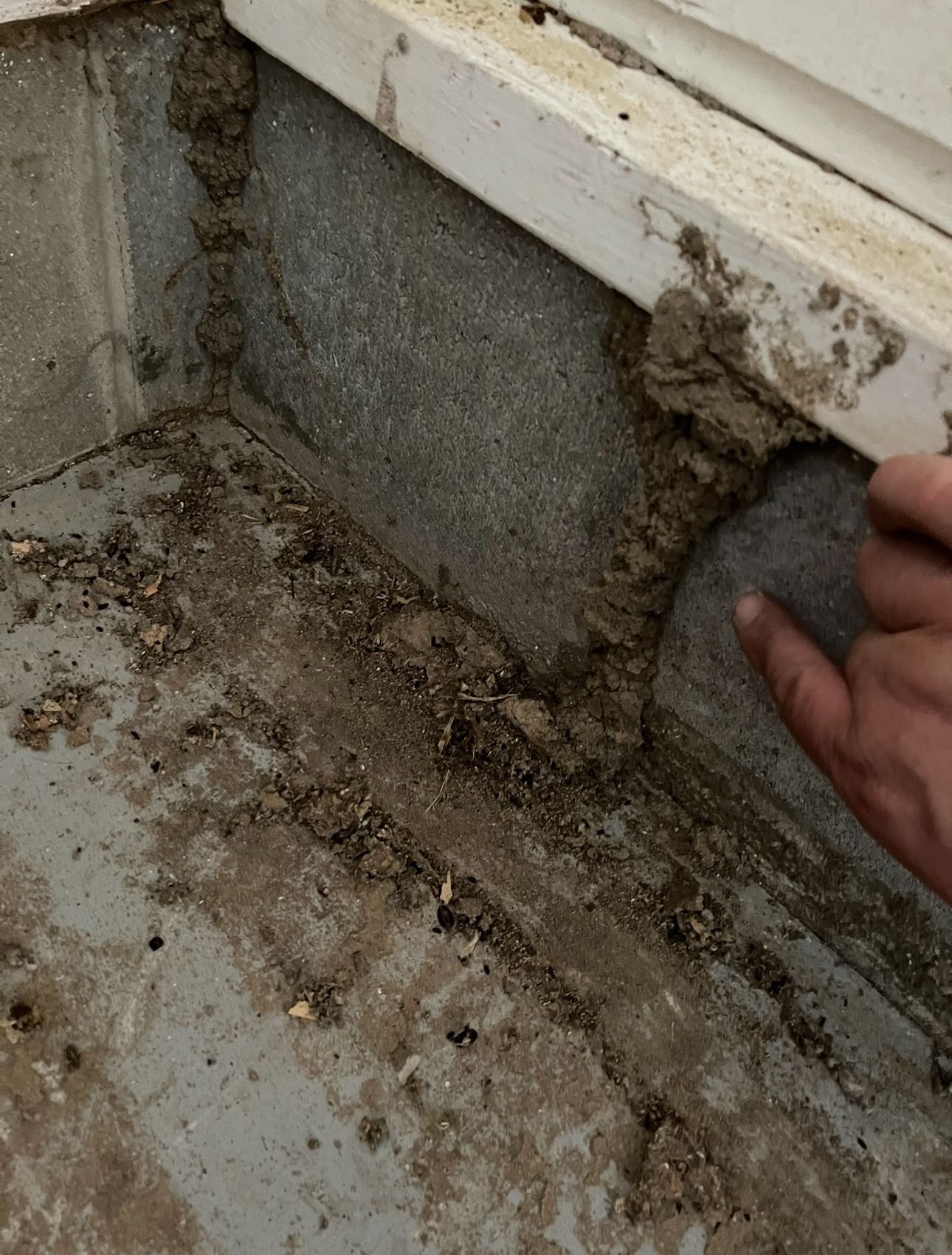  for All-In Pest Control & Home Solutions in Greene County, IN