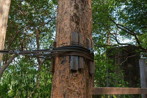 All Photos for Gray's Tree Service Inc in Maurertown, VA