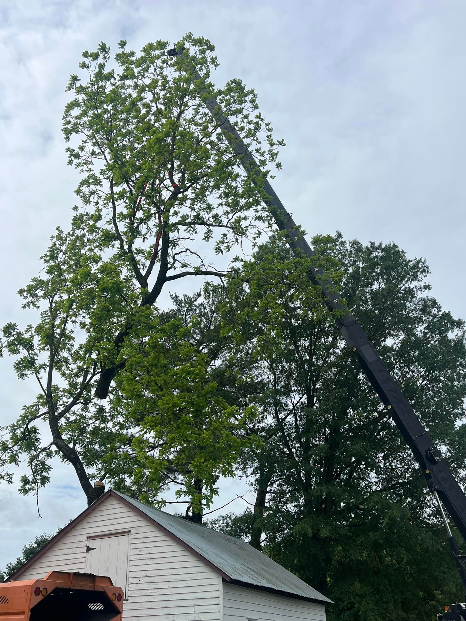 Tree Services for Etherton’s Tree Service in Quinton, NJ