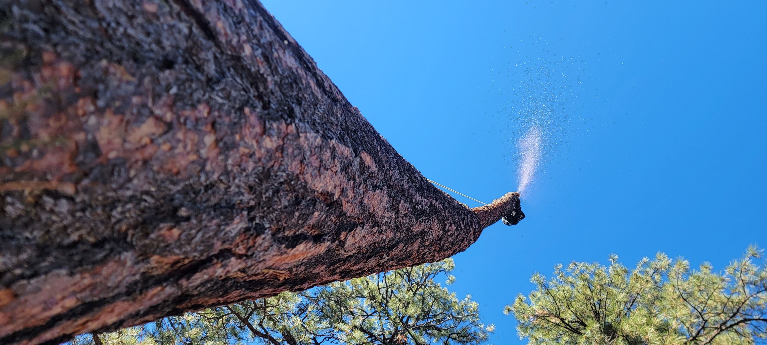  for StockPro Tree Specialists in Show Low, AZ