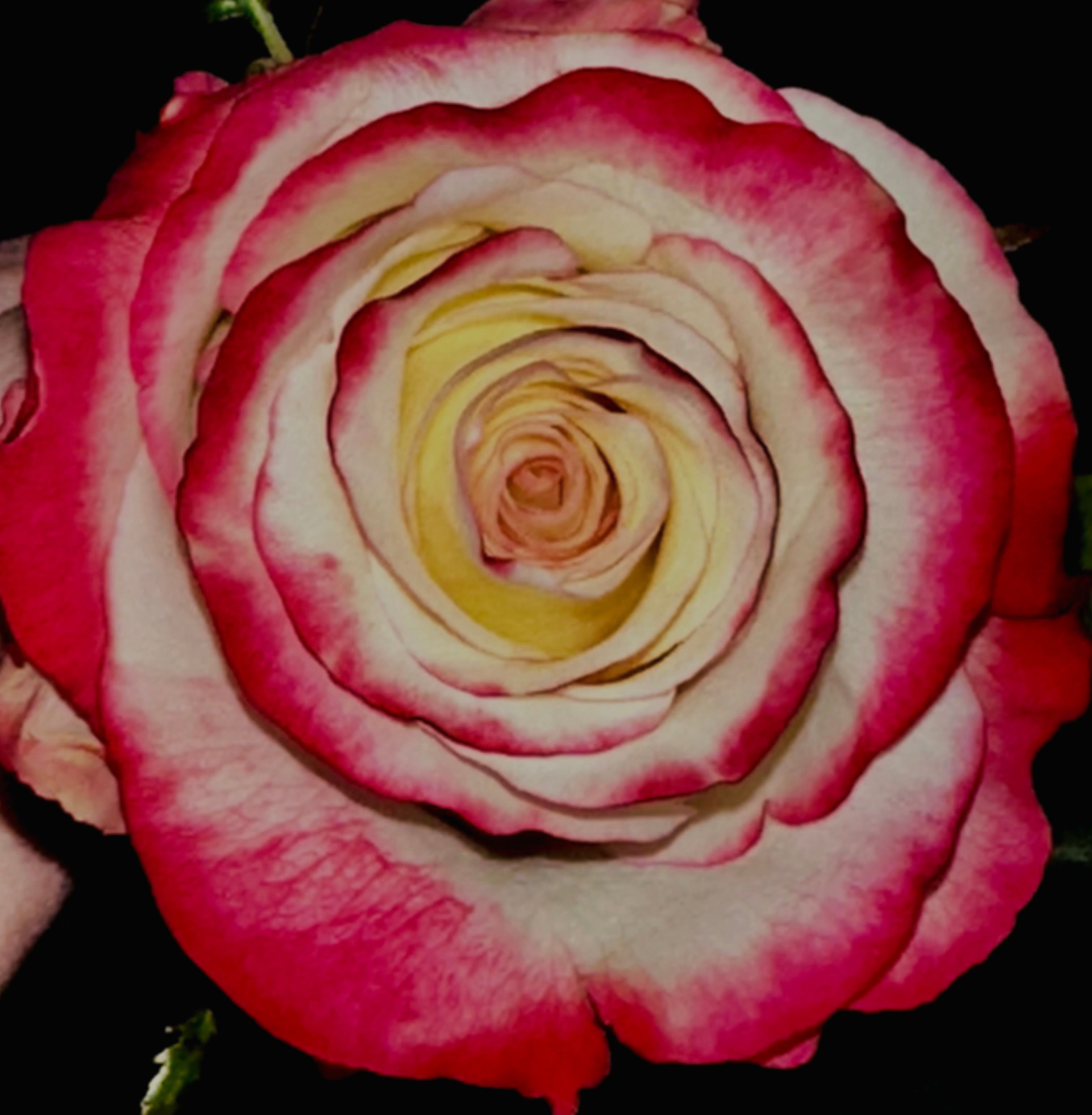  for The Dailey Daisy in Hardwick, VT