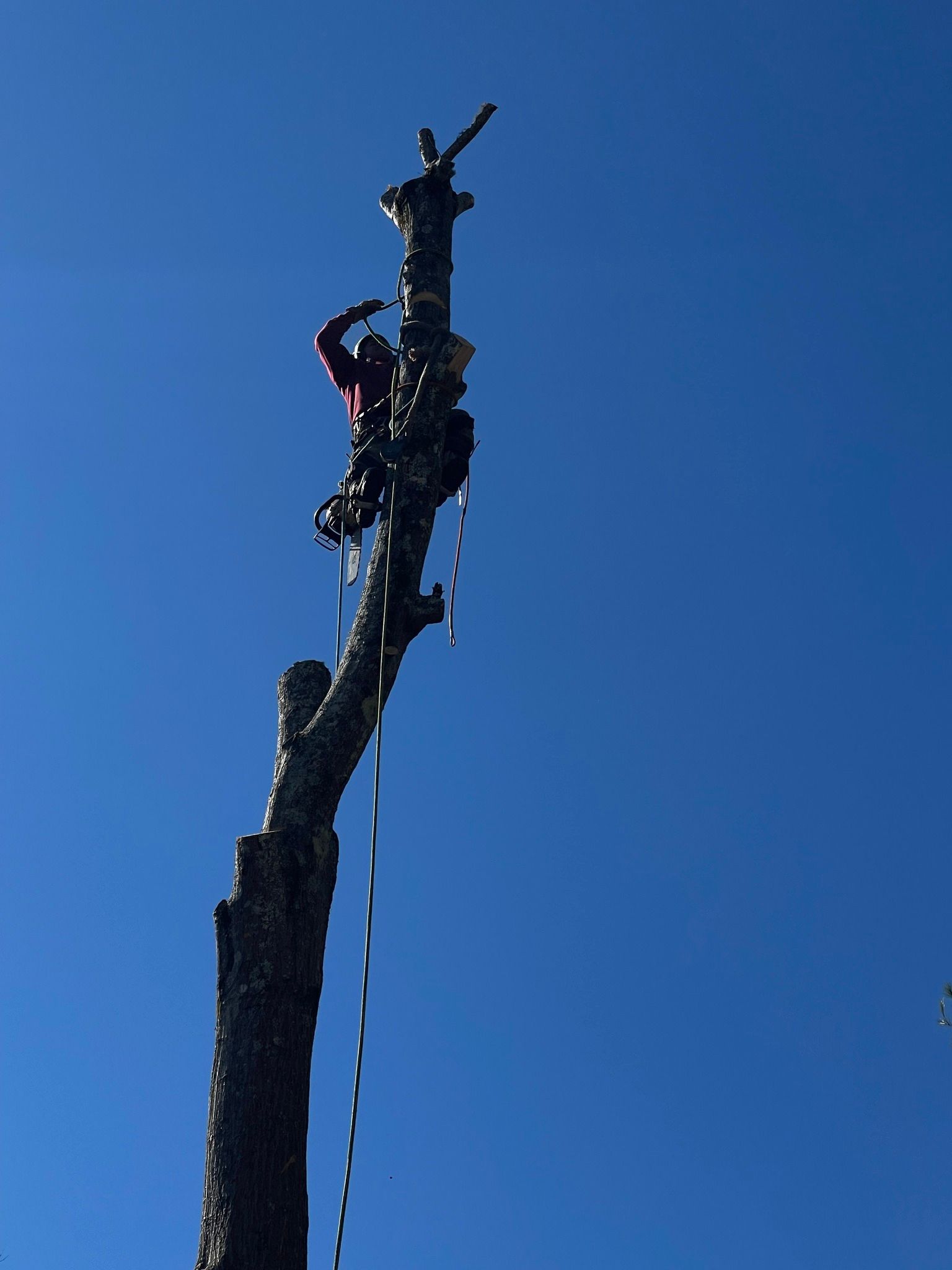  for Torres Tree Service and Landscaping in Hendersonville, NC