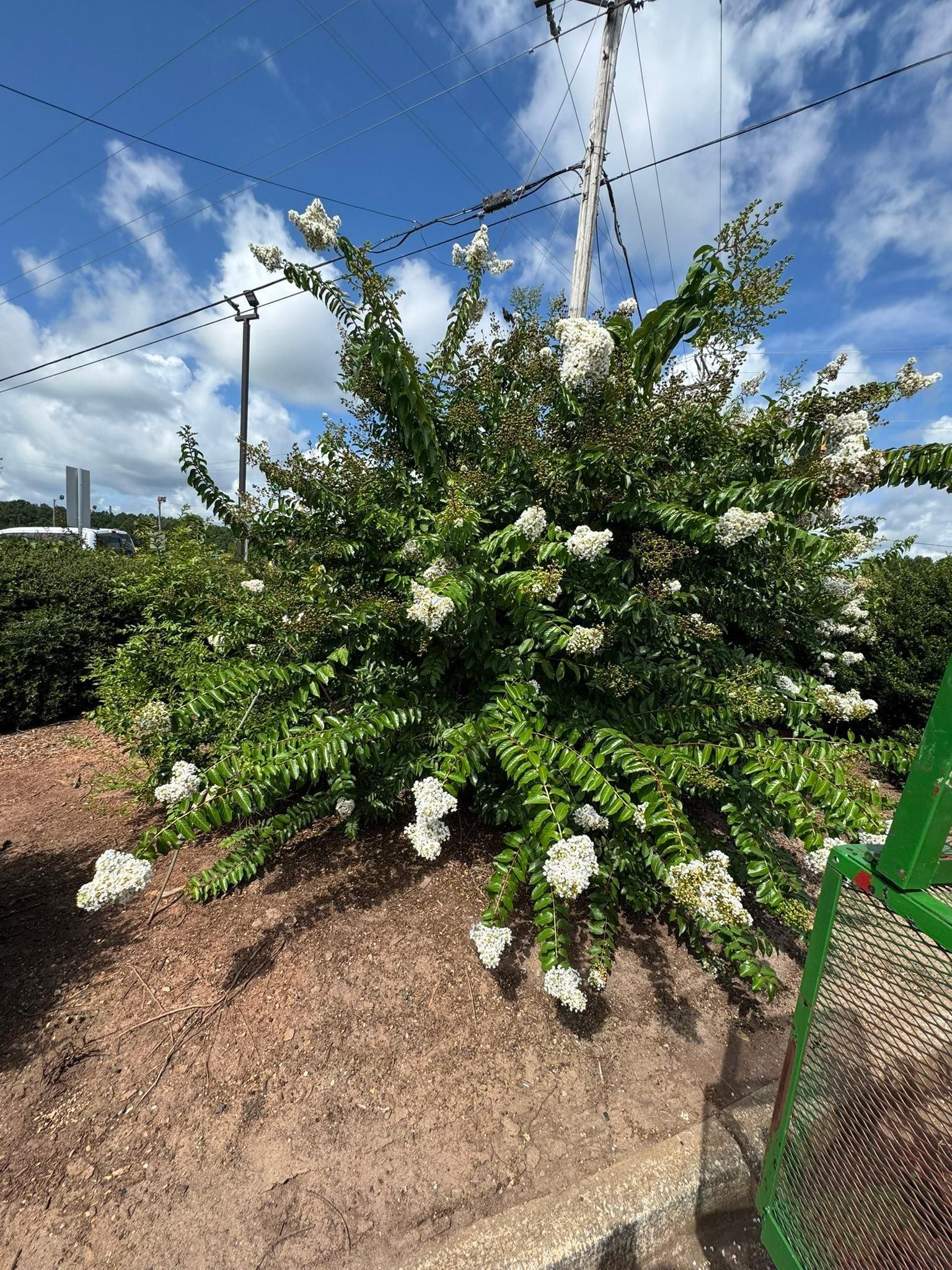  for Thin Green Line Landscaping & More in Laurens, SC