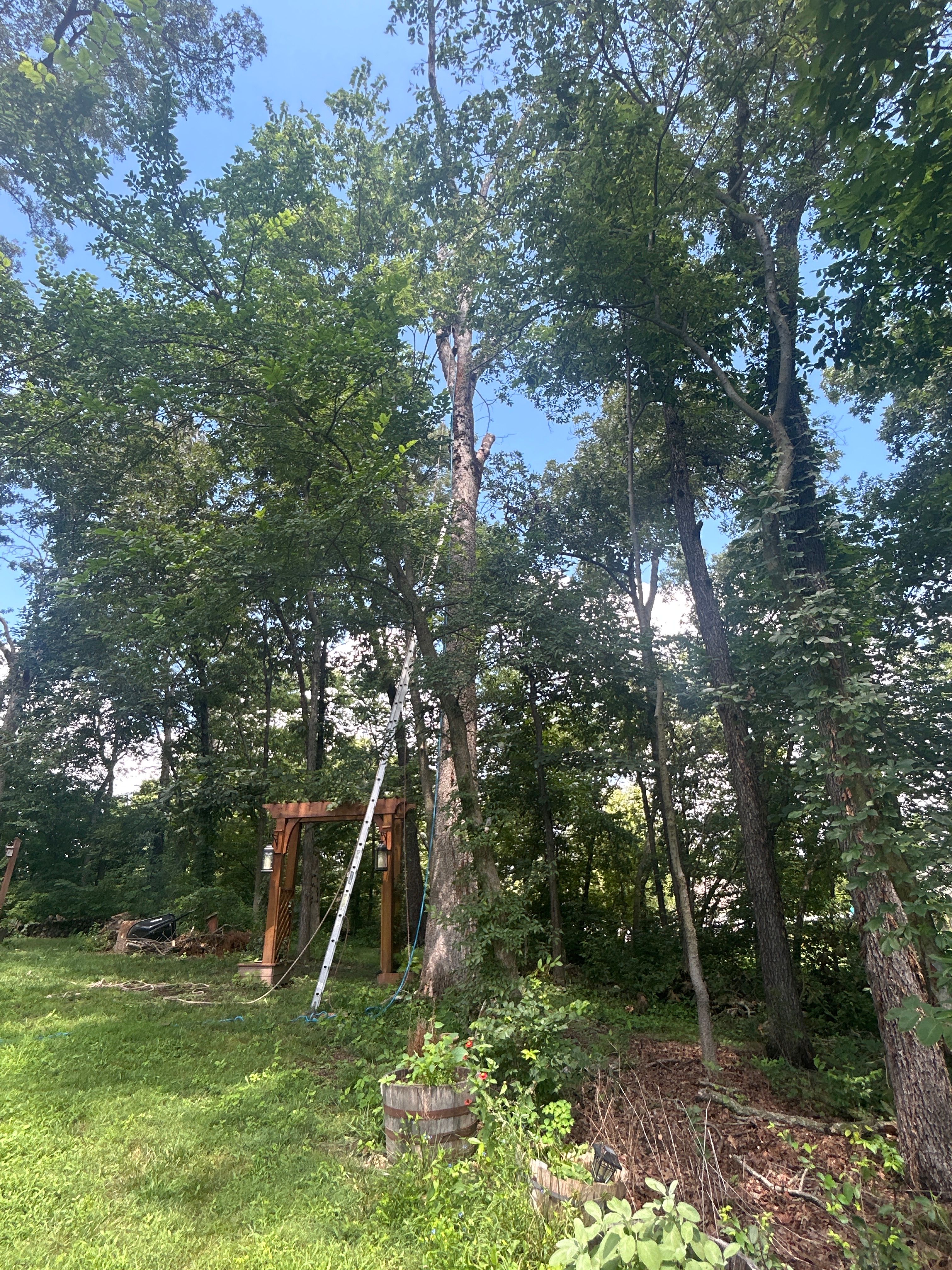  for Stinger Tree Service in Belleville, IL