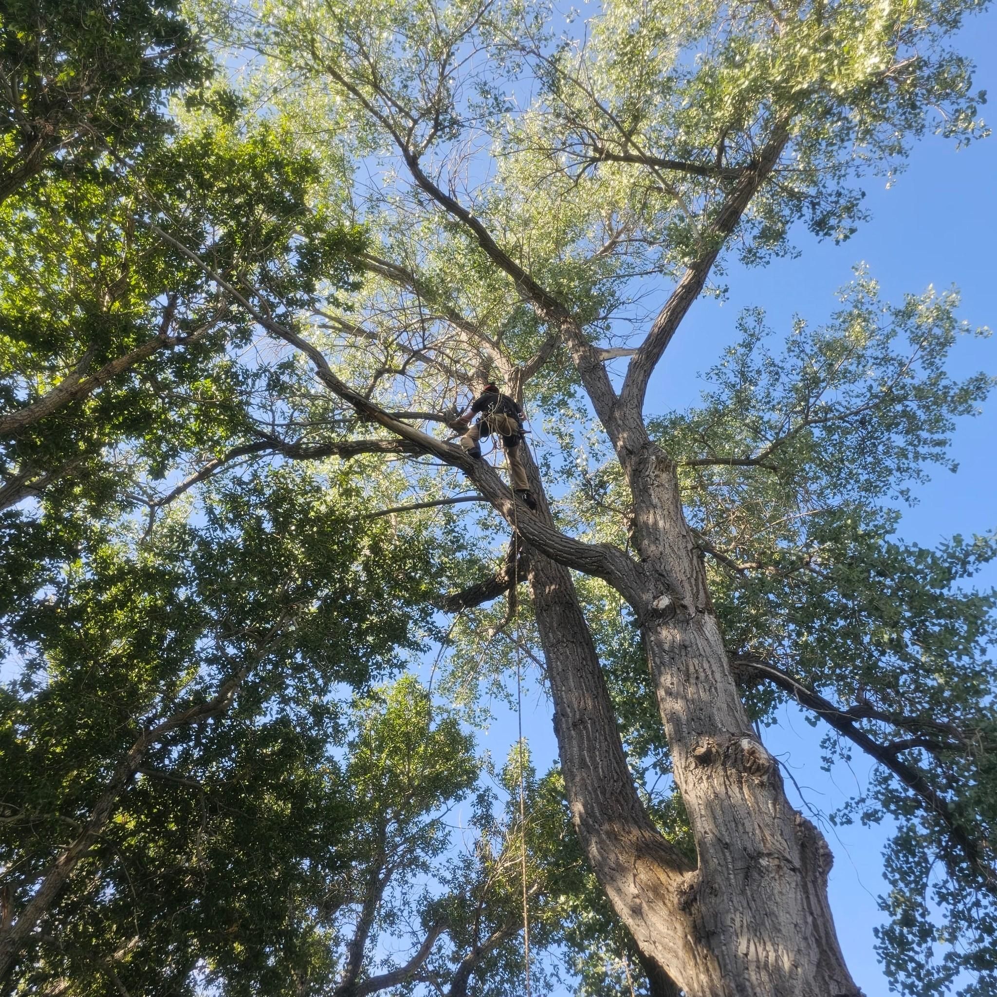  for Two Fellers Tree Service in Buffalo, WY