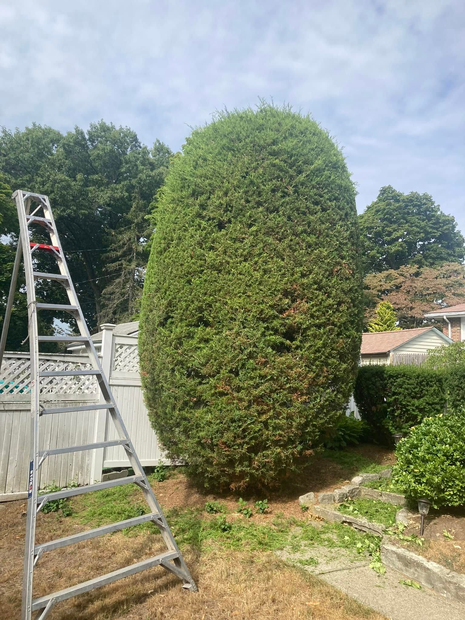  for Saavedra & Sons Landscaping in Waltham, MA