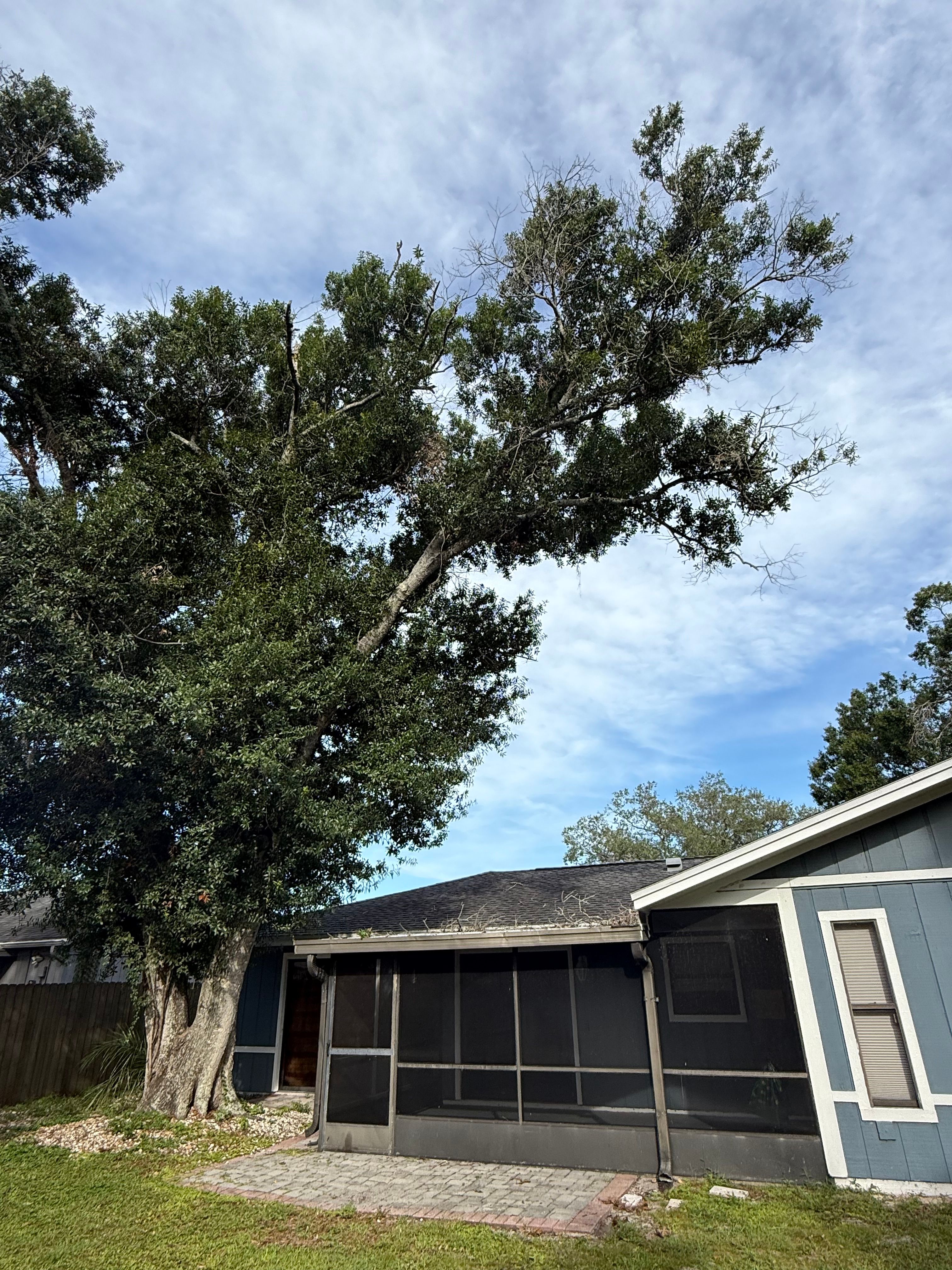  for Damian’s Tree Care in Sarasota, FL