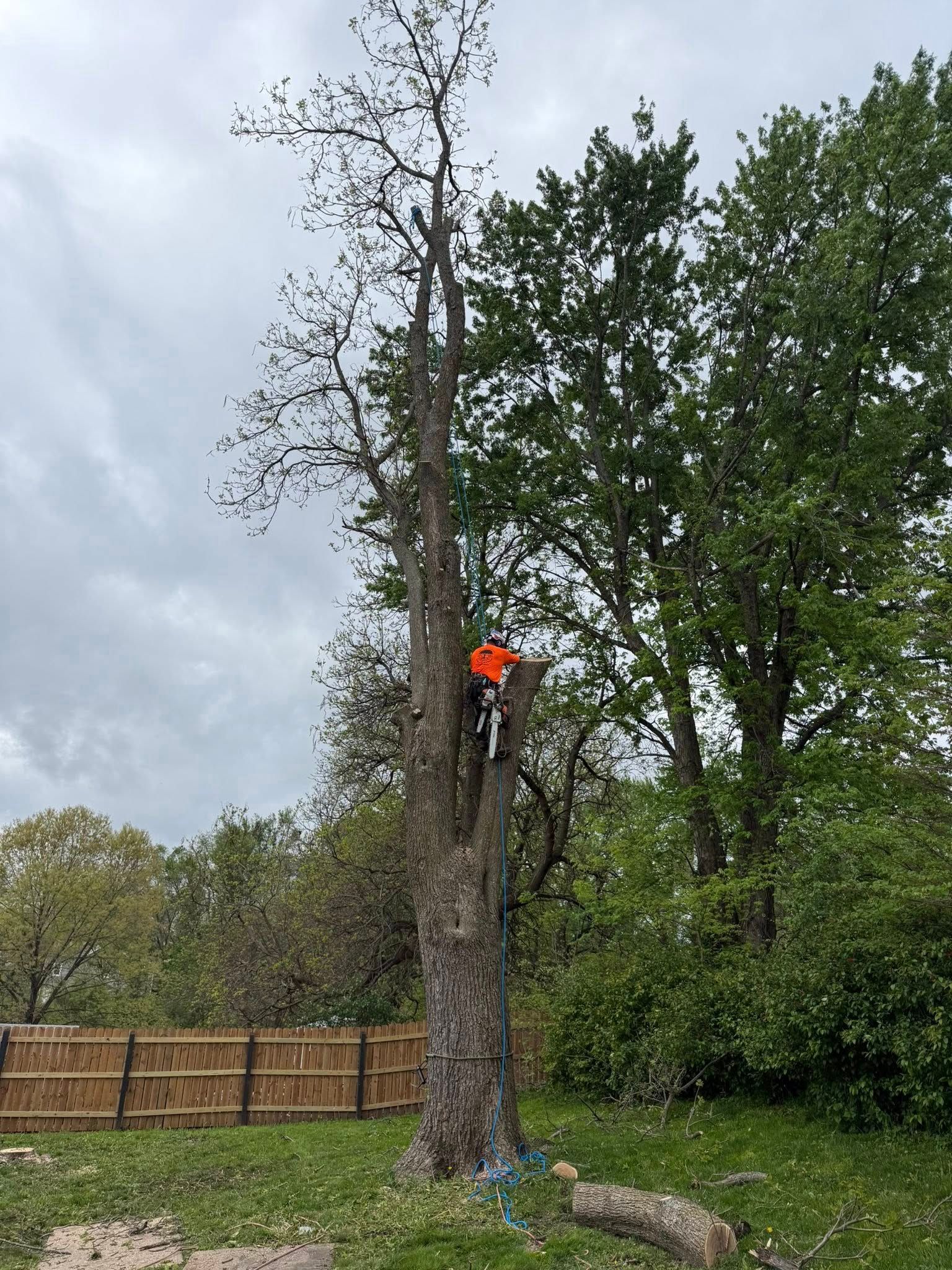Tree Removal for Cross Family Tree Service in Kearney, MO