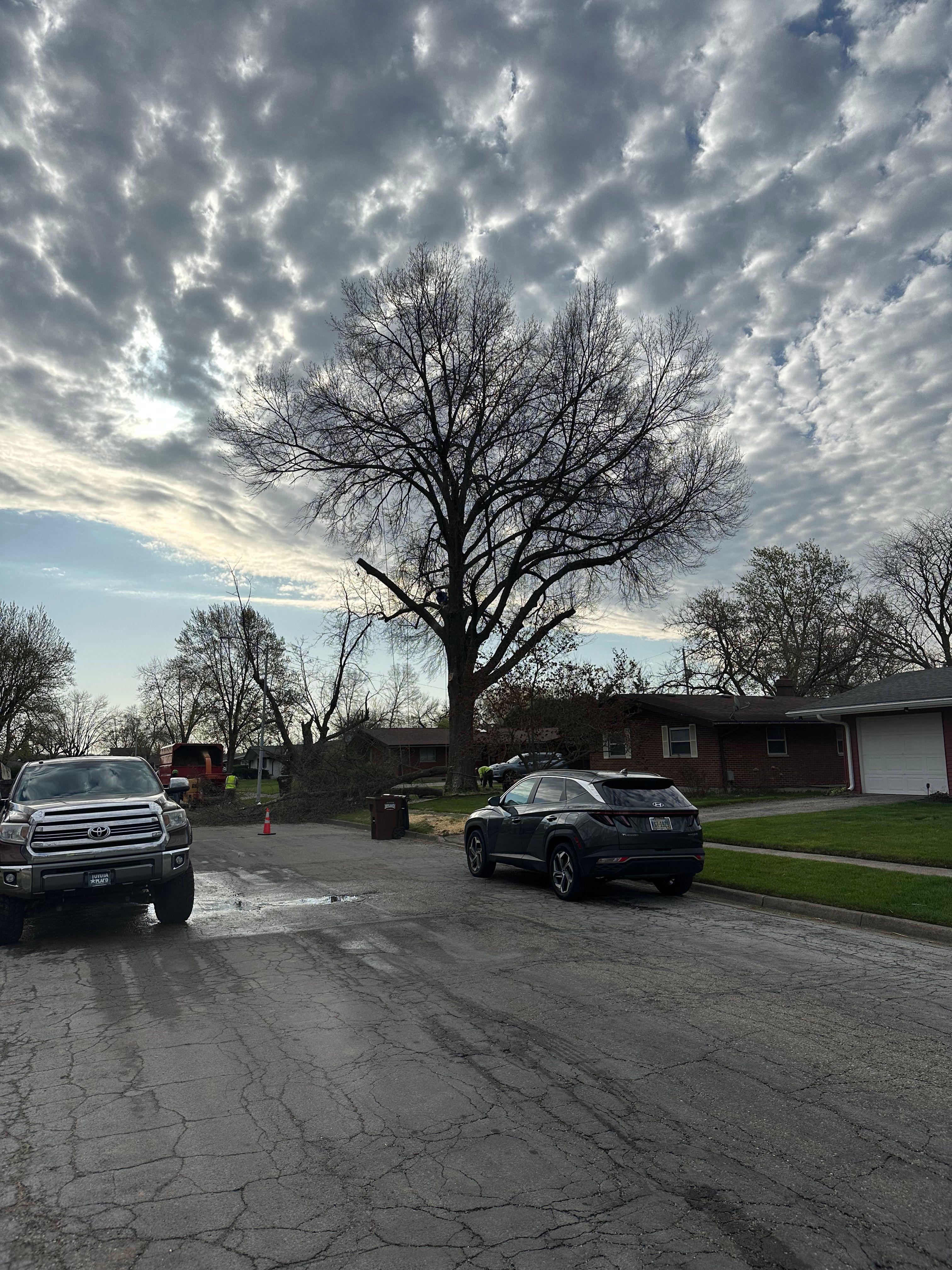 All Photos for Pro Tree Trim & Removal, Llc in Dayton, OH