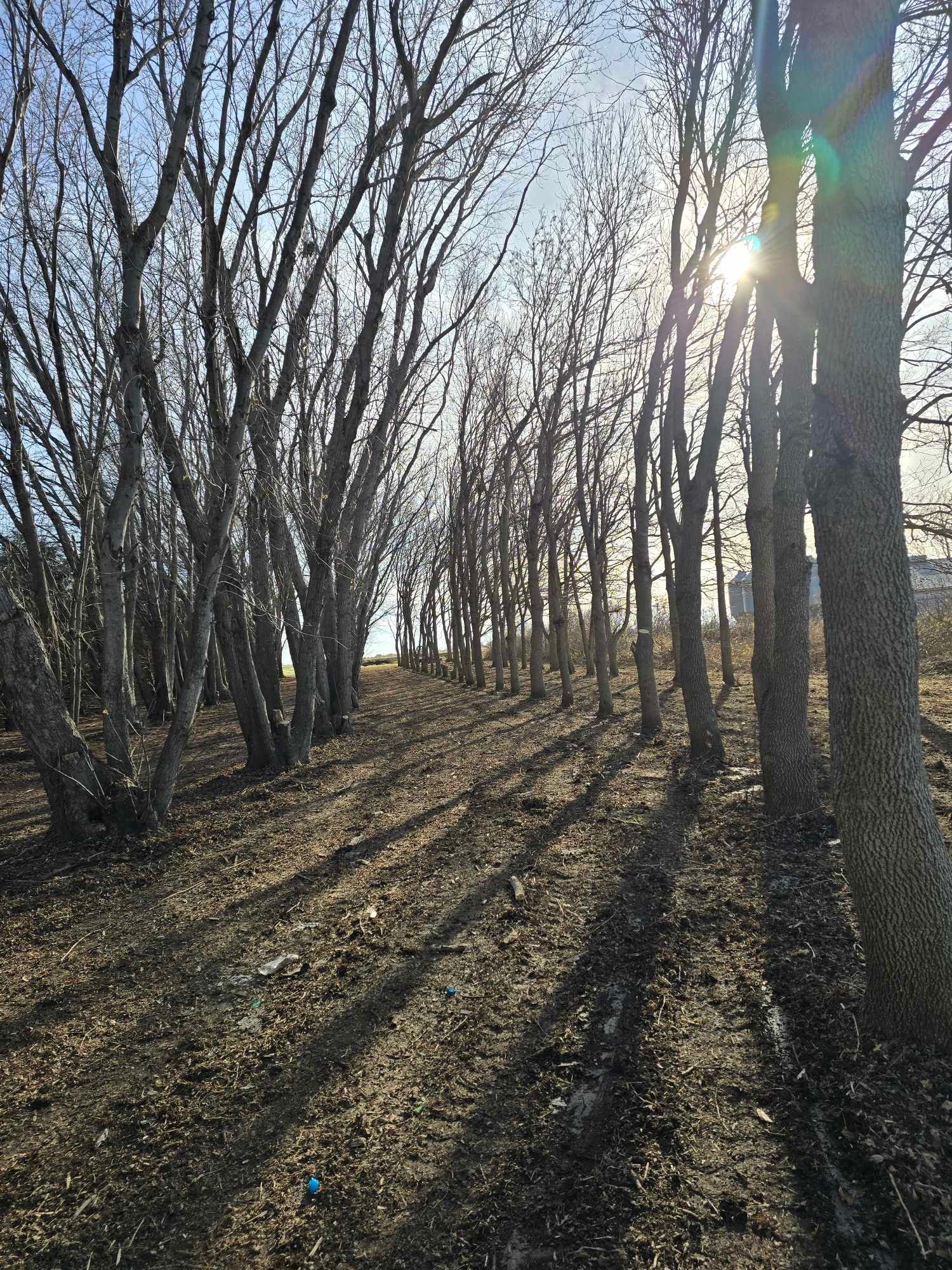  for Tree Tech in Luverne, MN