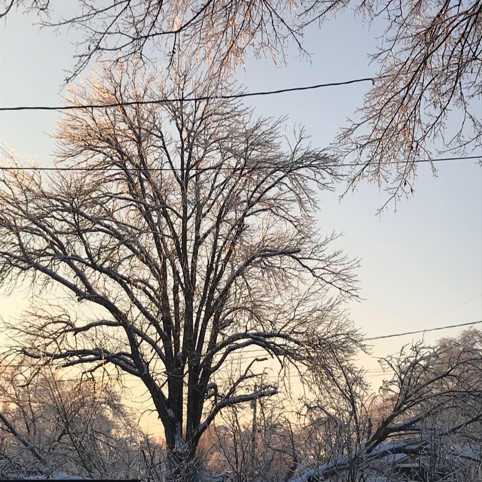  for Pro Tree Guy in Winchester, TN