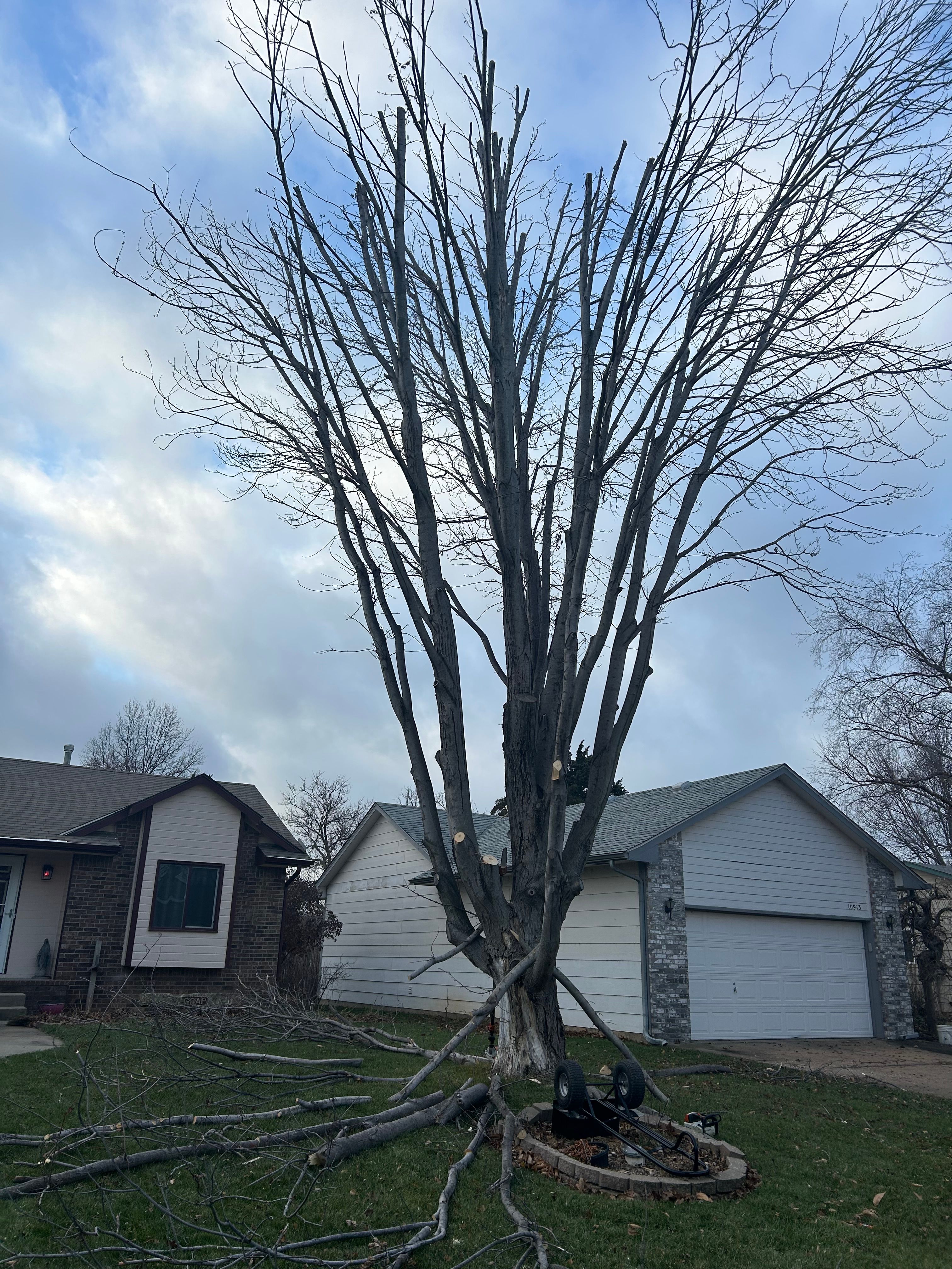 All Photos for Tree Life Tree Service in Wichita, KS