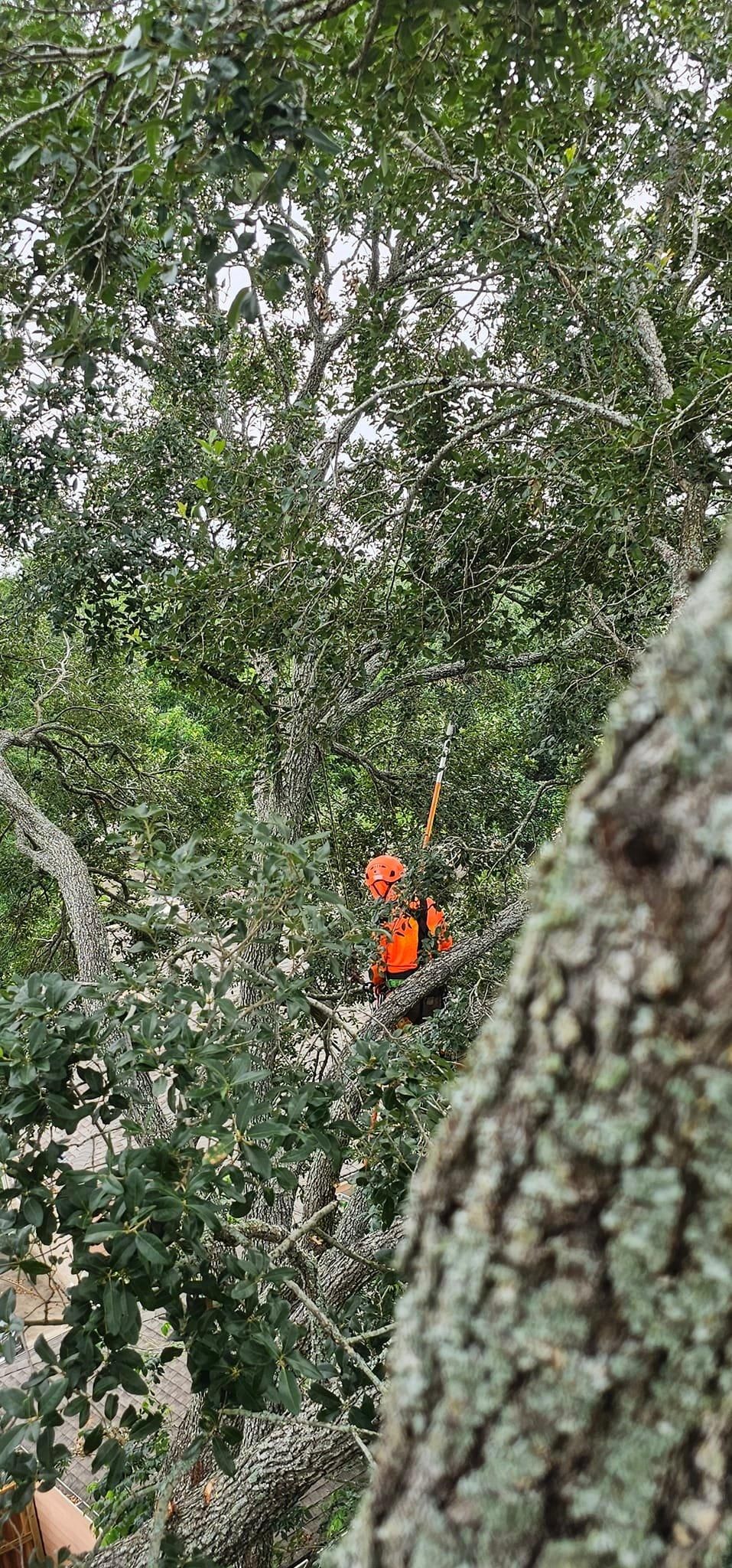 All Photos for Servin's Tree Care  in Houston, TX