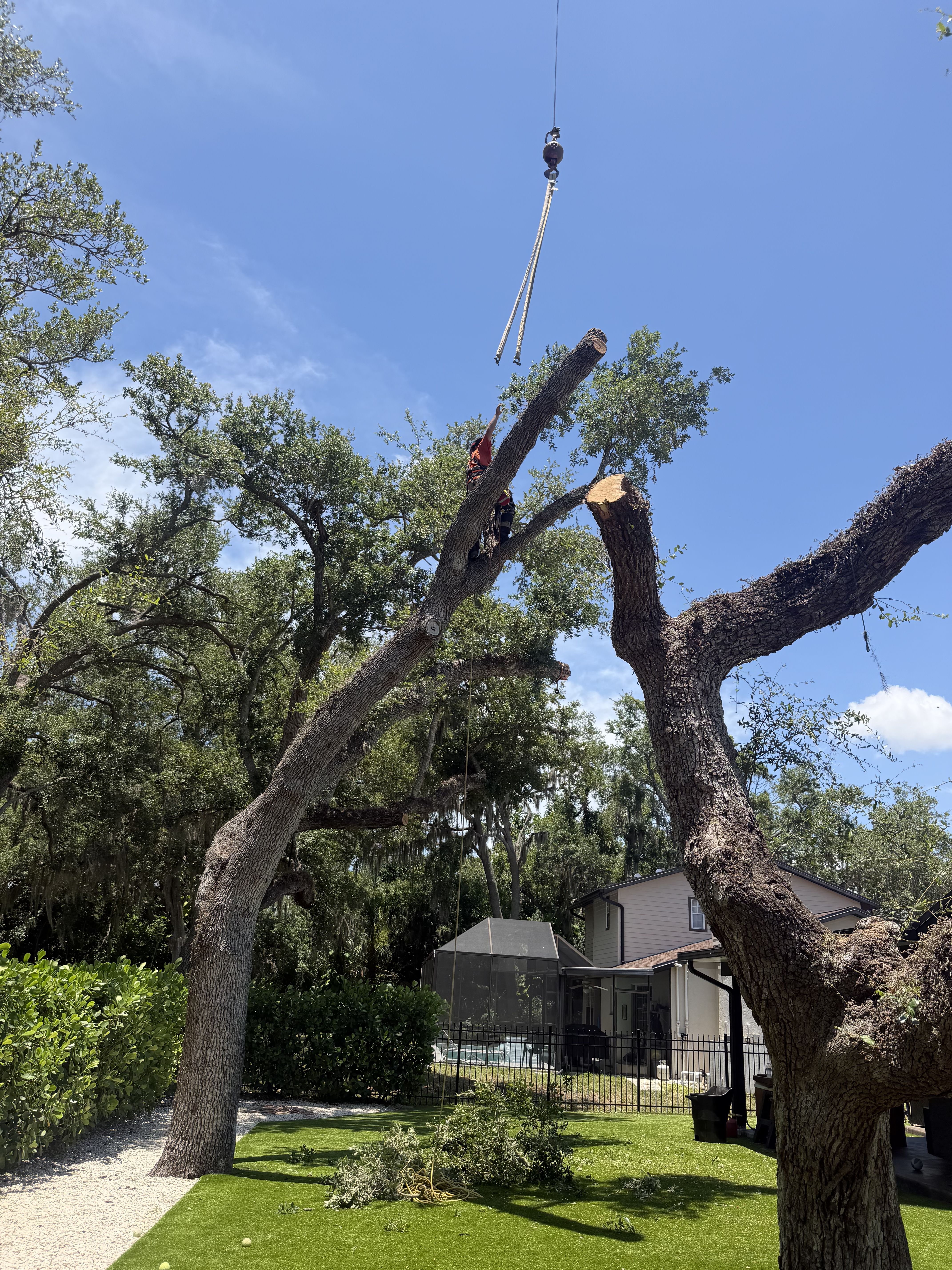  for Damian’s Tree Care in Sarasota, FL