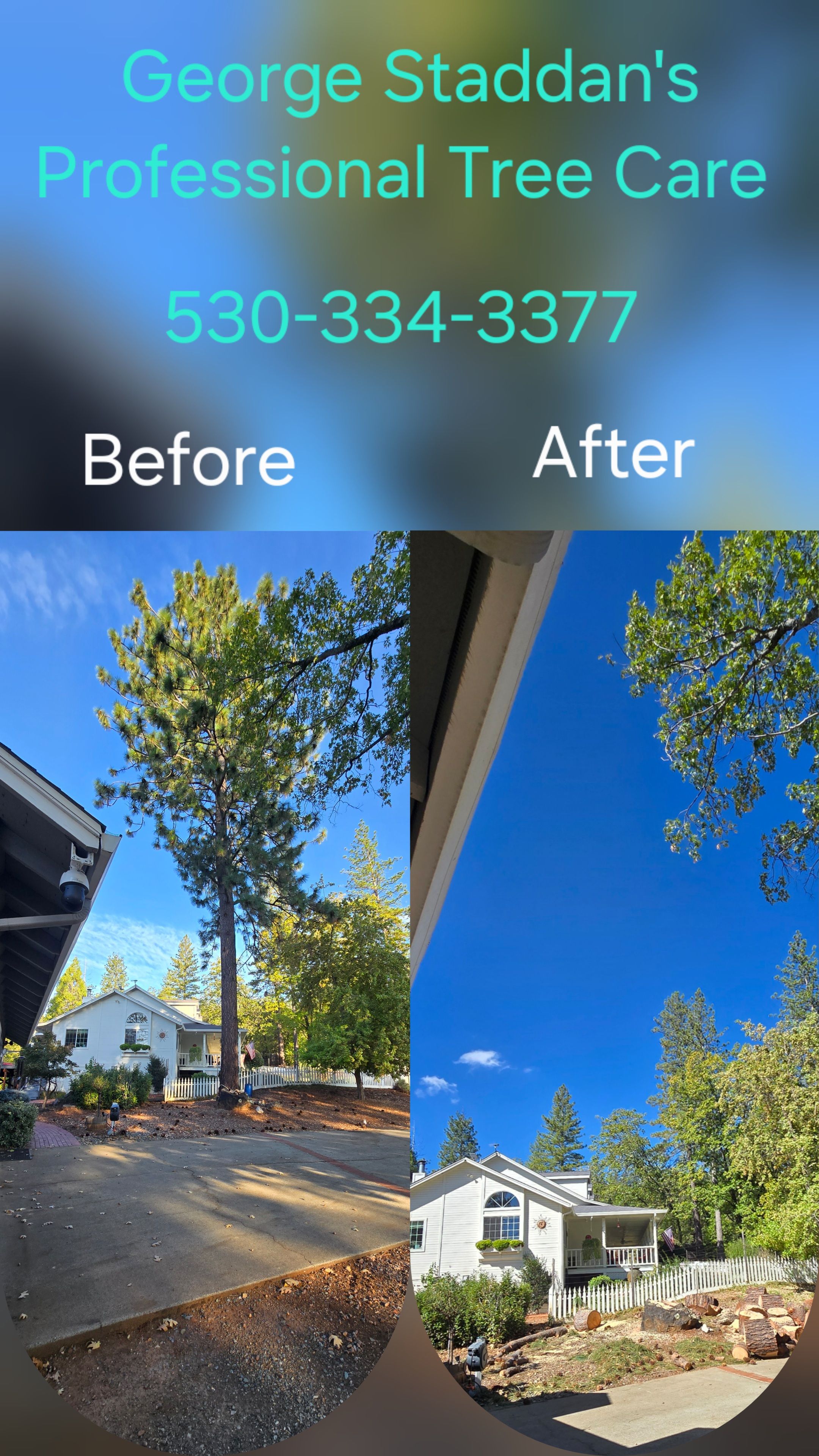  for George Staddan's Professional Tree Care in Placerville, CA