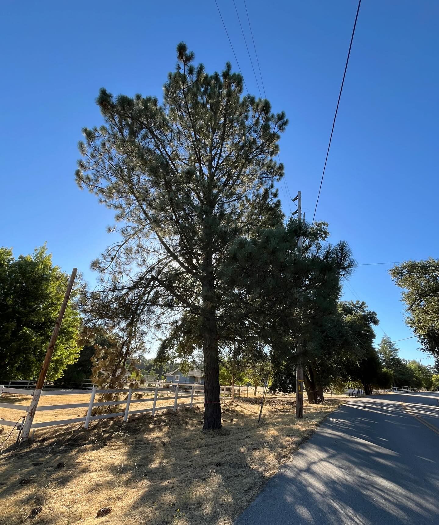  for A1 Junk & Tree Solutions, LLC in Paso Robles, CA