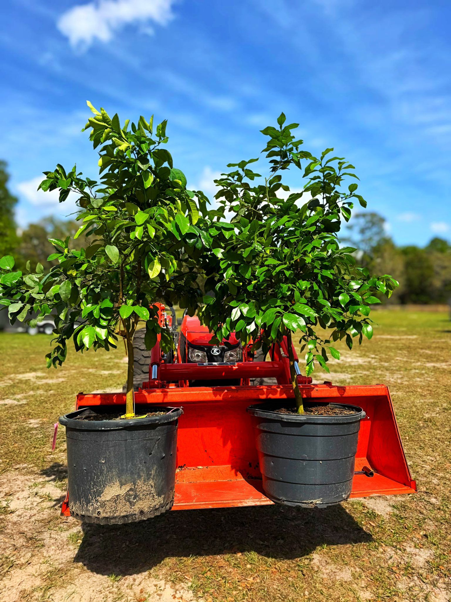  for Southern Roots Tree Farm in Crystal River, FL