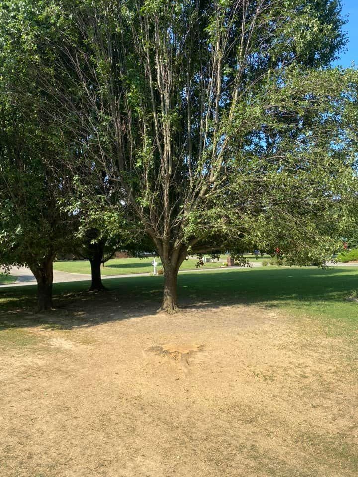 Tree Removal for Atwood’s Tree Care in Liberty,  KY