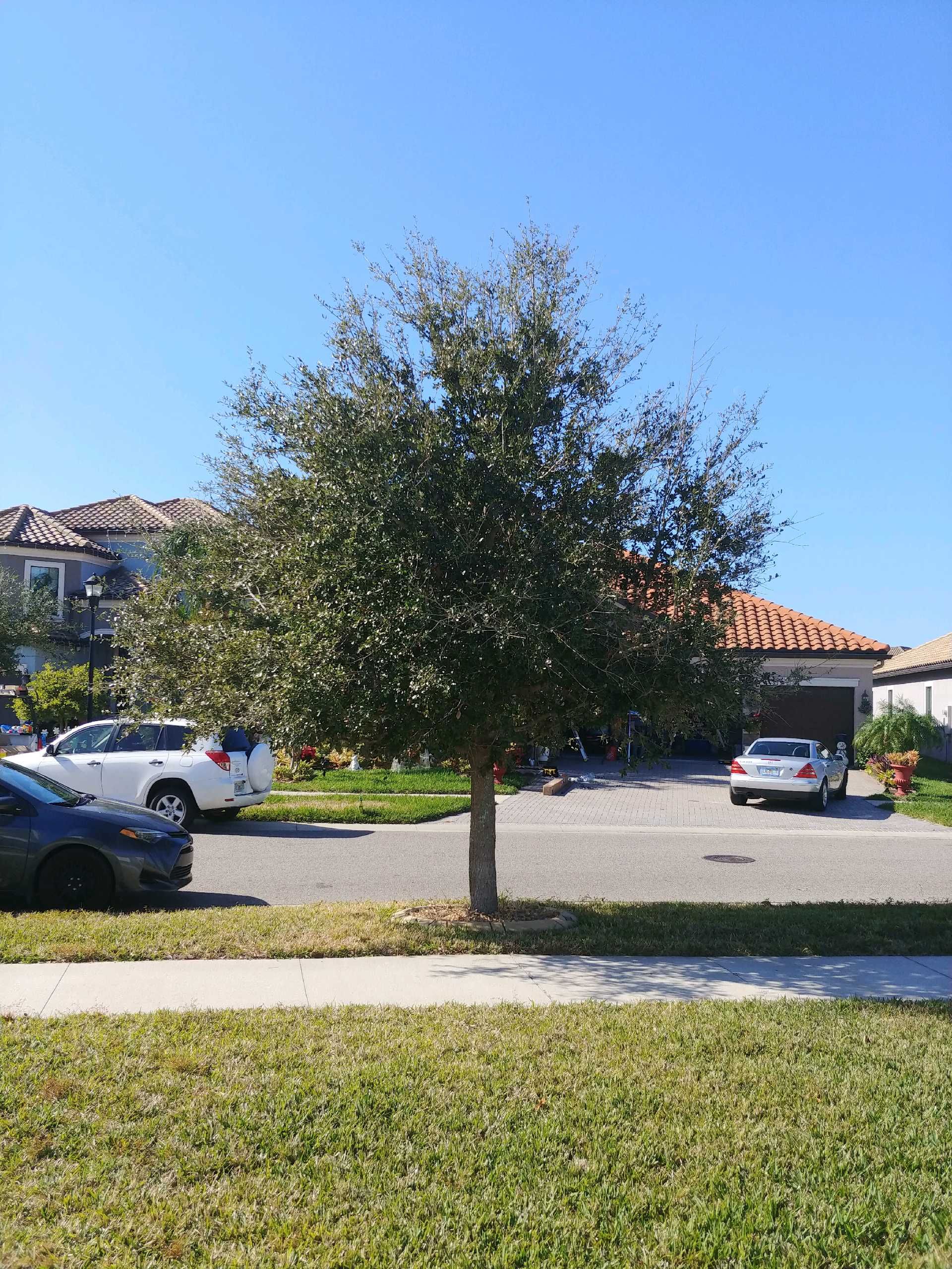 All Photos for TREE BOYS in Ruskin, FL