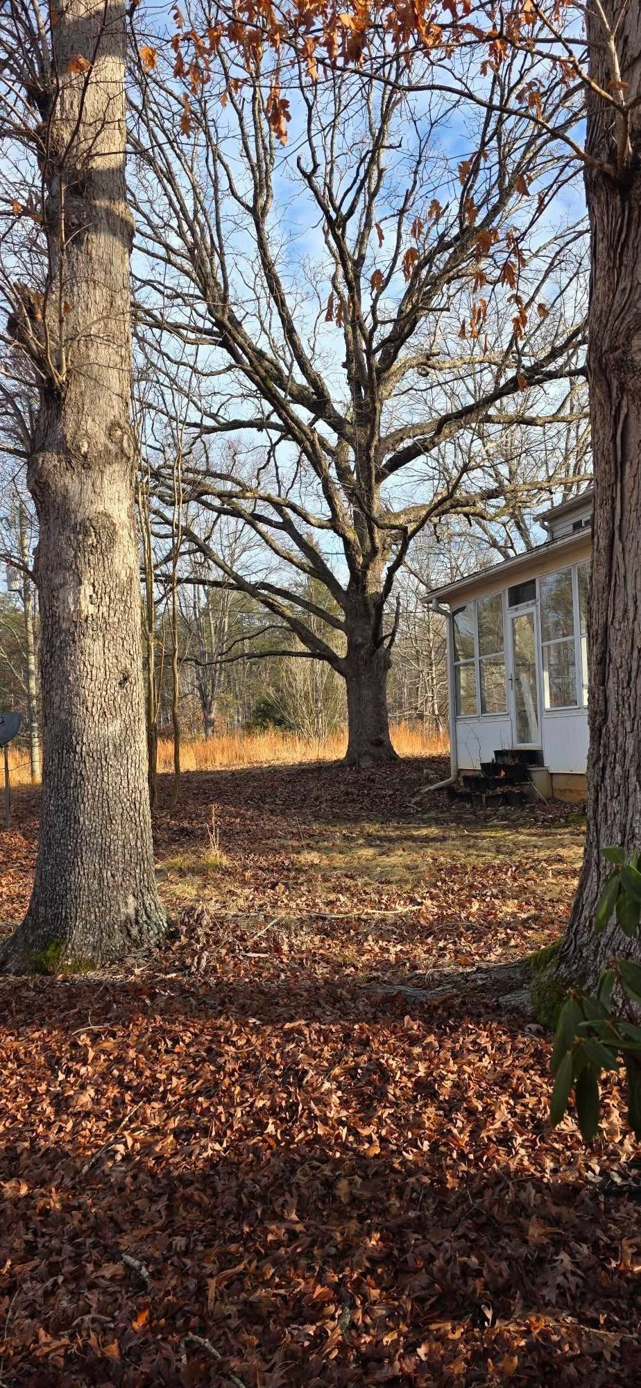  for Hamlett Tree Service LLC in Clover, VA