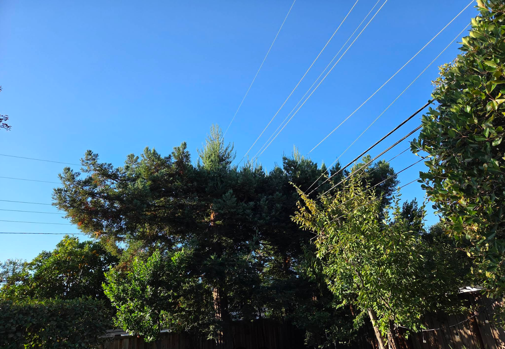  for A1 Tree Care in San Jose, CA