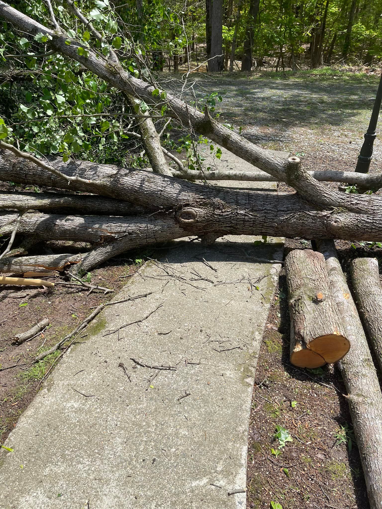 Tree Removal for Hoss Tree Works & Logging in Durham, NC