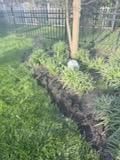 for Bearforce Lawn Care LLC in Greenfield, IN