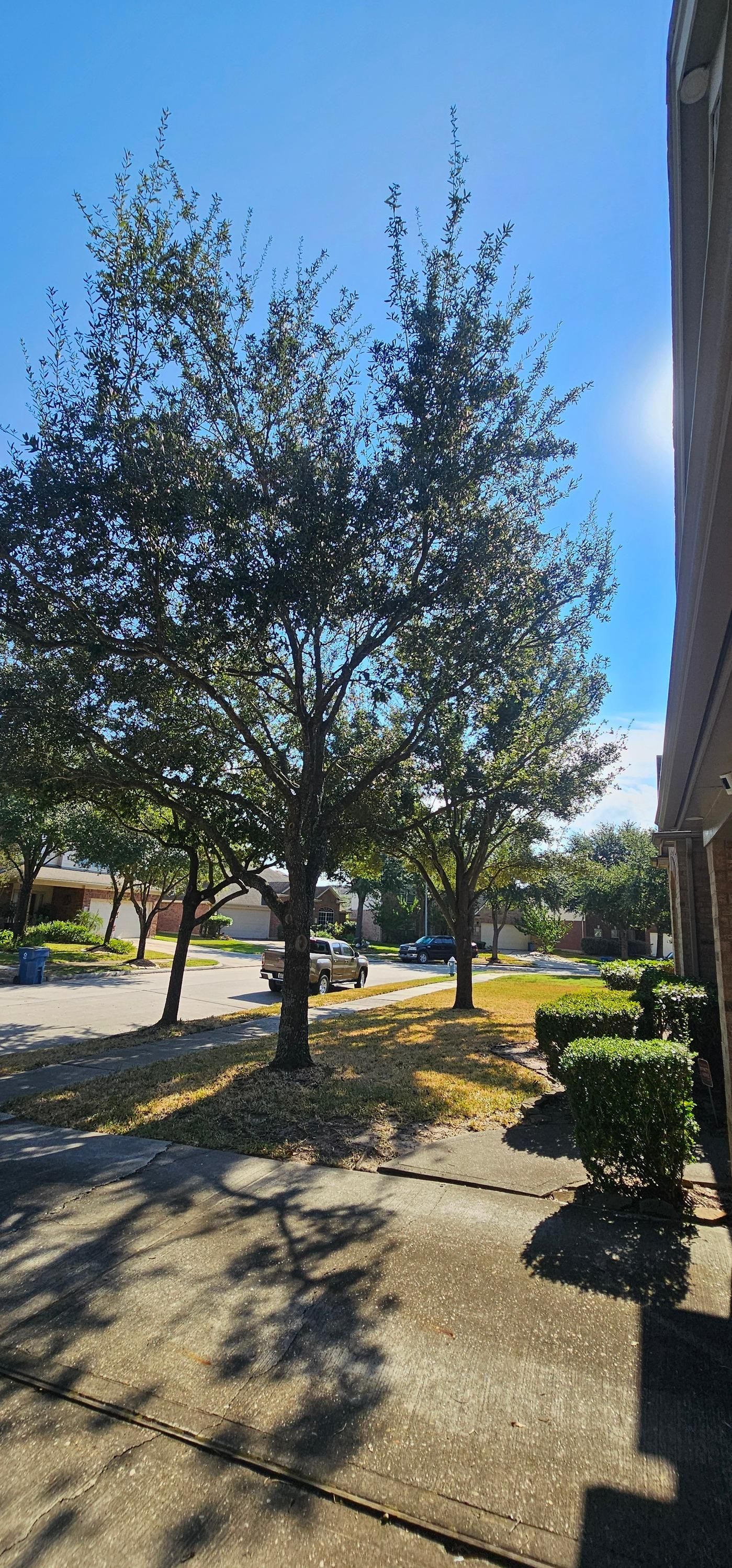  for Servin's Tree Care  in Houston, TX