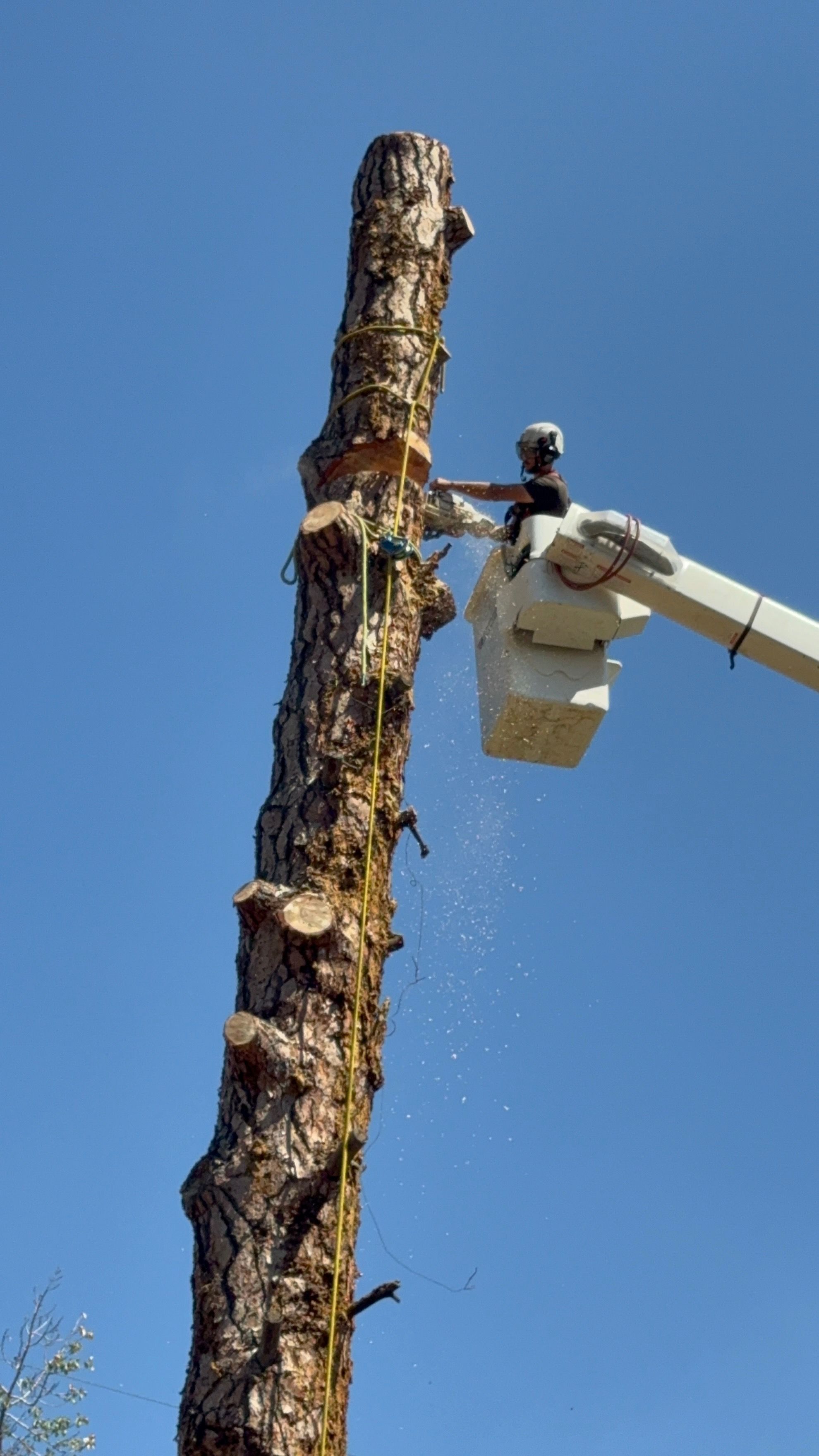 All Photos for Ascension Tree Care LLC in Yakima County, WA