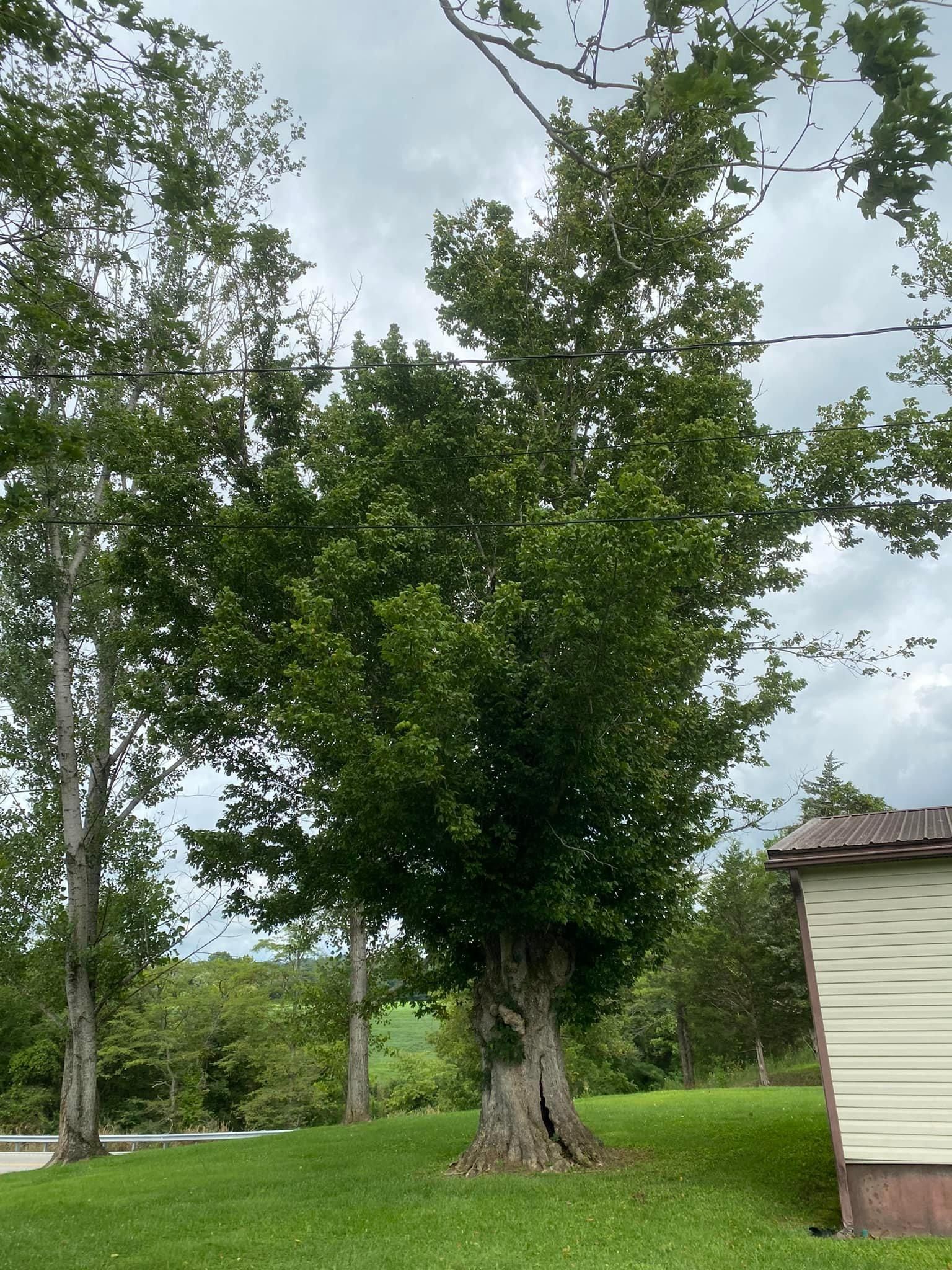 Tree Removal for Atwood’s Tree Care in Liberty,  KY