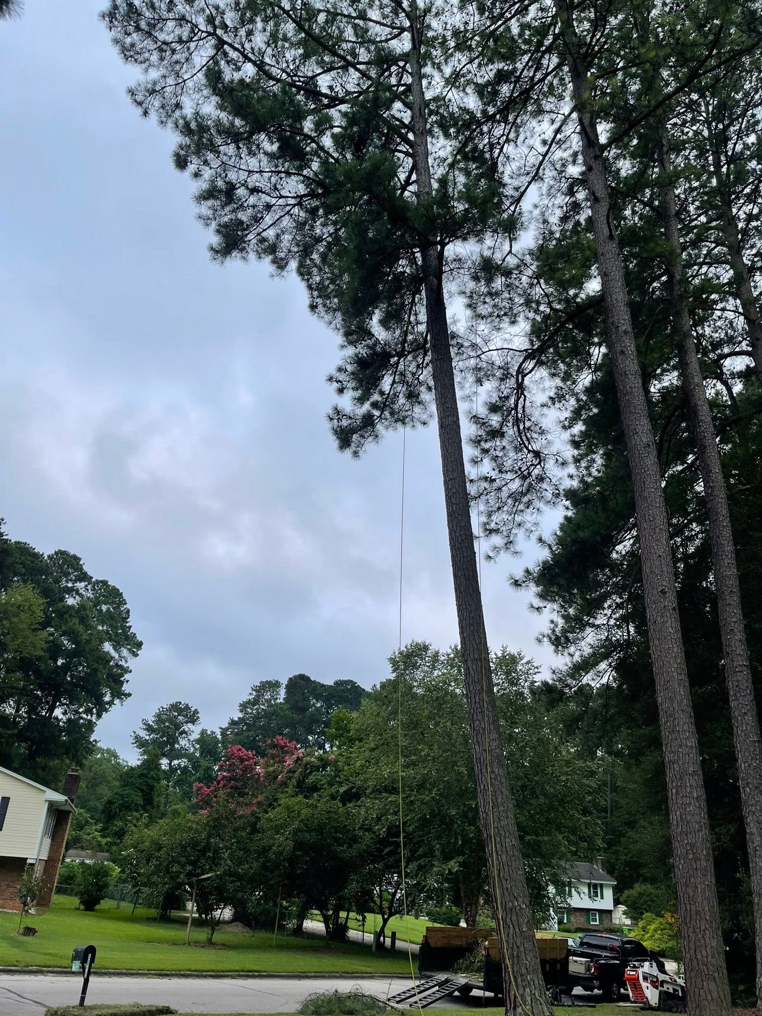  for J&J Tree Services in Raleigh, NC