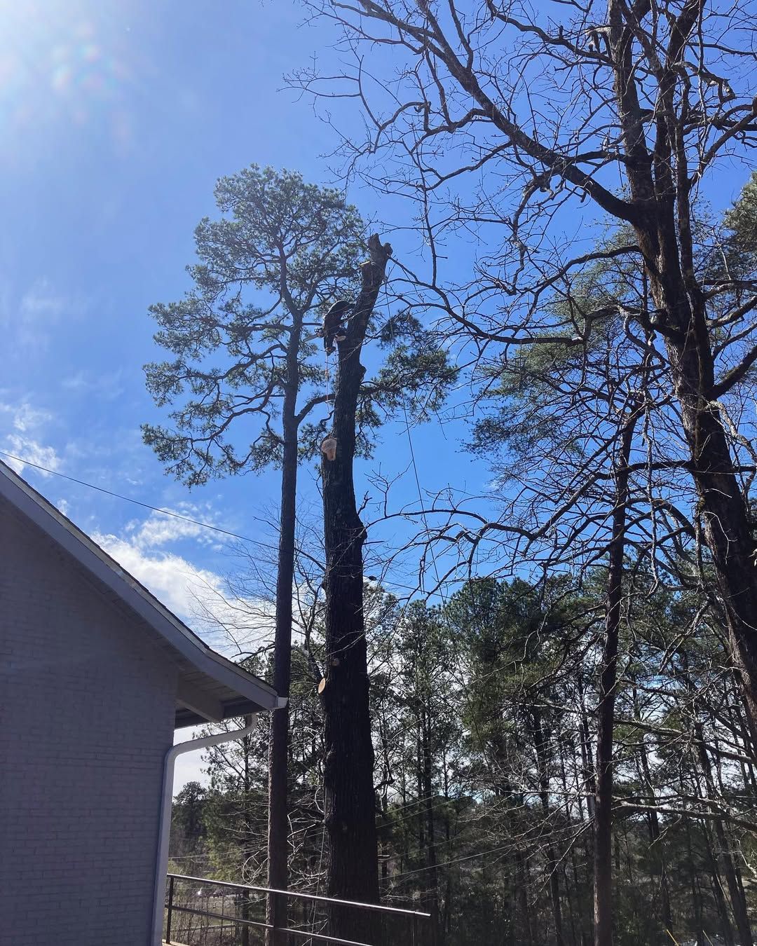  for Kingdom Tree Cuts in Birmingham, AL