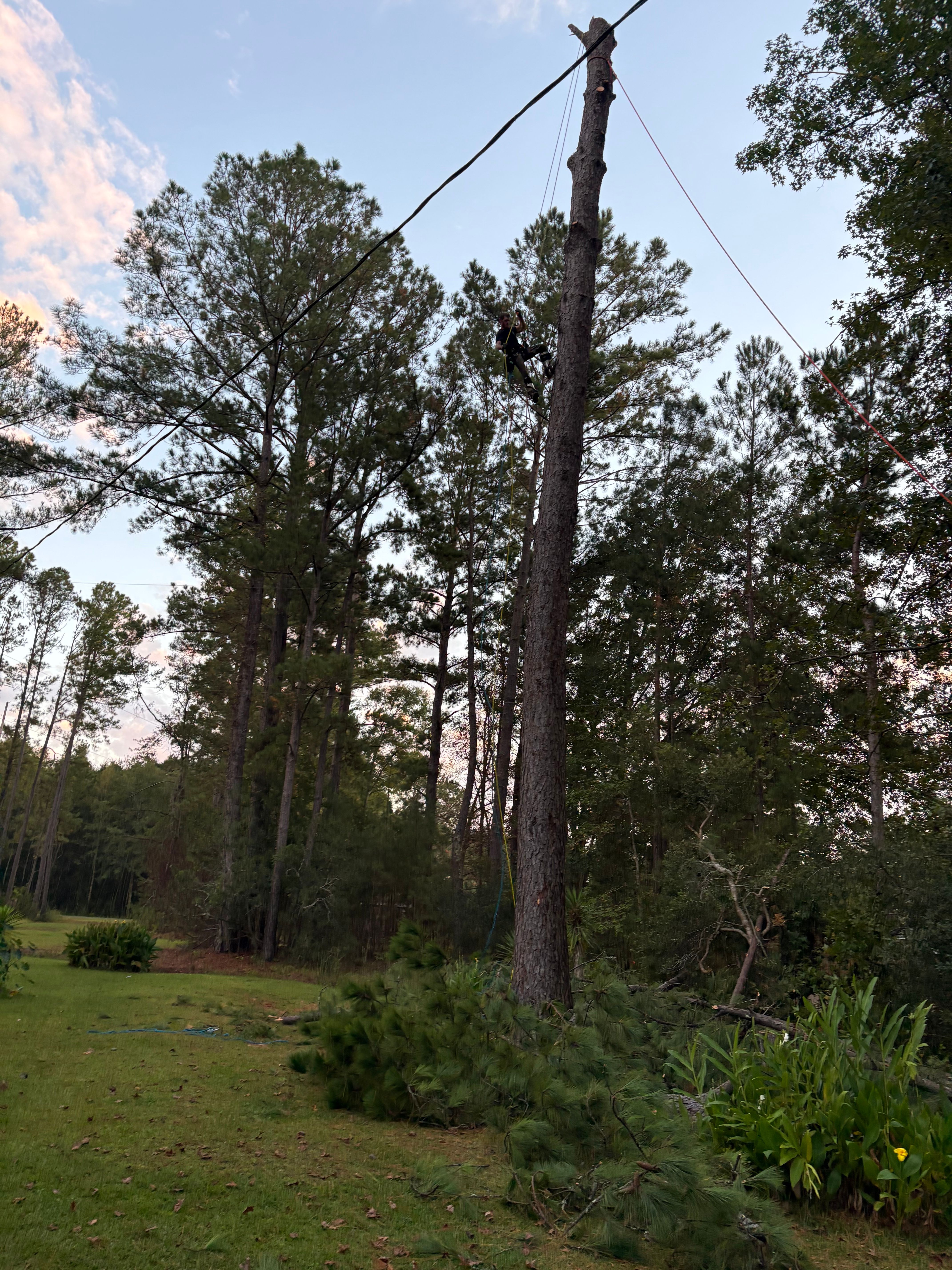 All Photos for Hawkins Tree Service & Land Management in Richmond Hill, GA