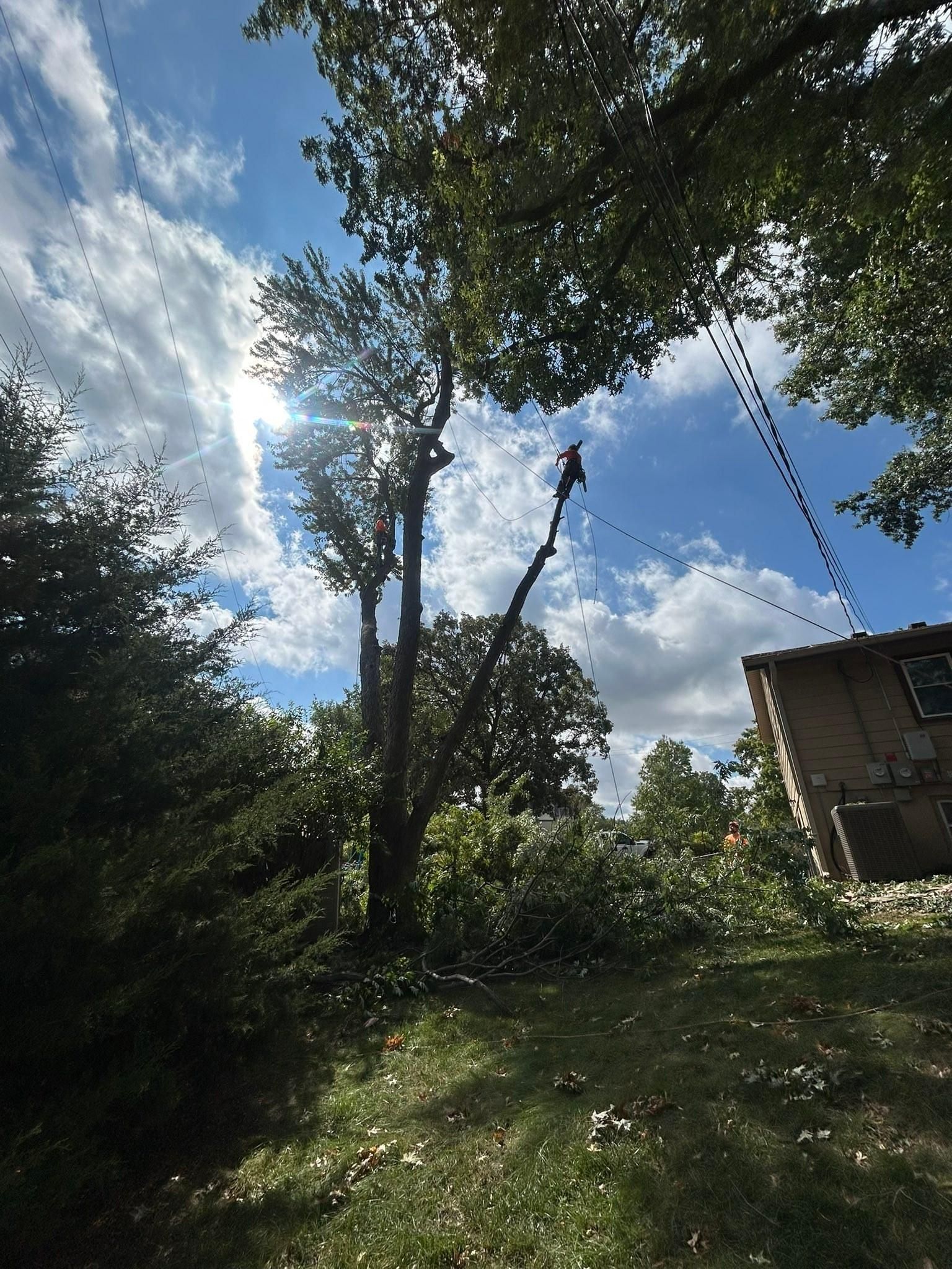 All Photos for Cross Family Tree Service in Kearney, MO